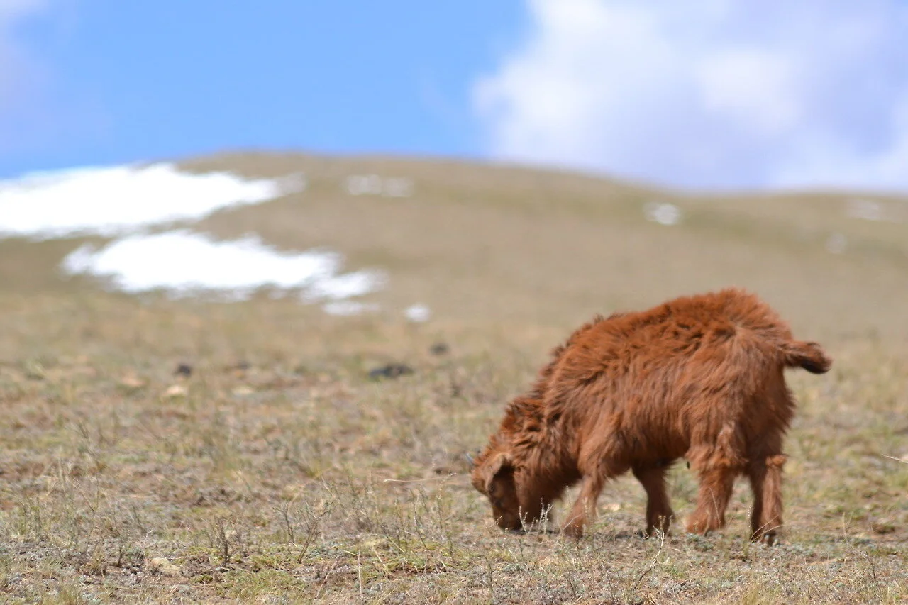 A brown Highland cow grazing on a grassy hillside with patches of snow under a partly cloudy blue sky.