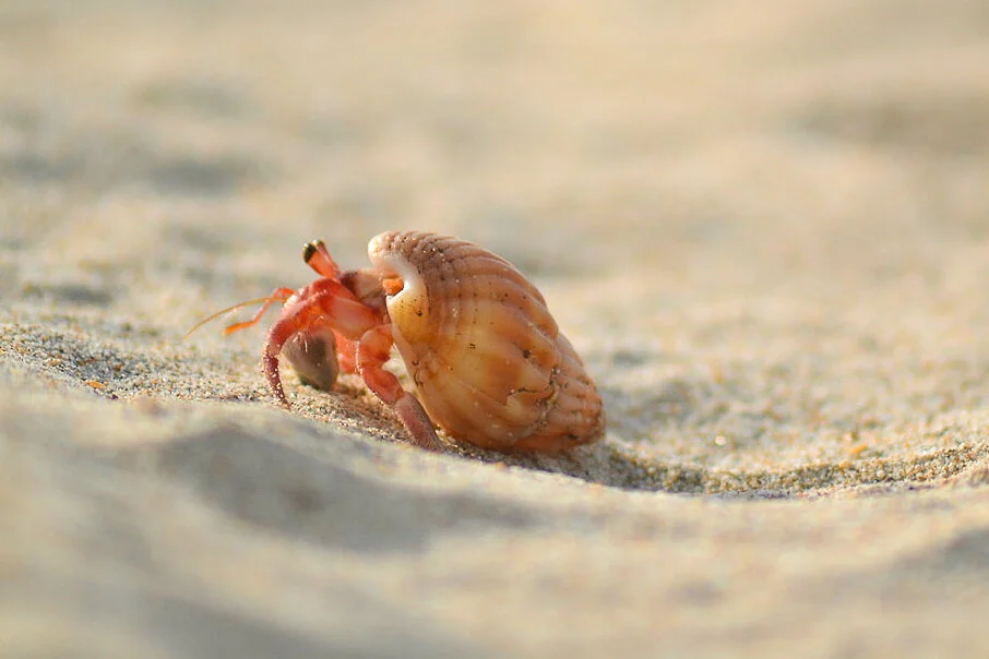 A tiny hermit crab with a reddish-orange body and claws, partially inside a light brown shell, on a sandy beach.