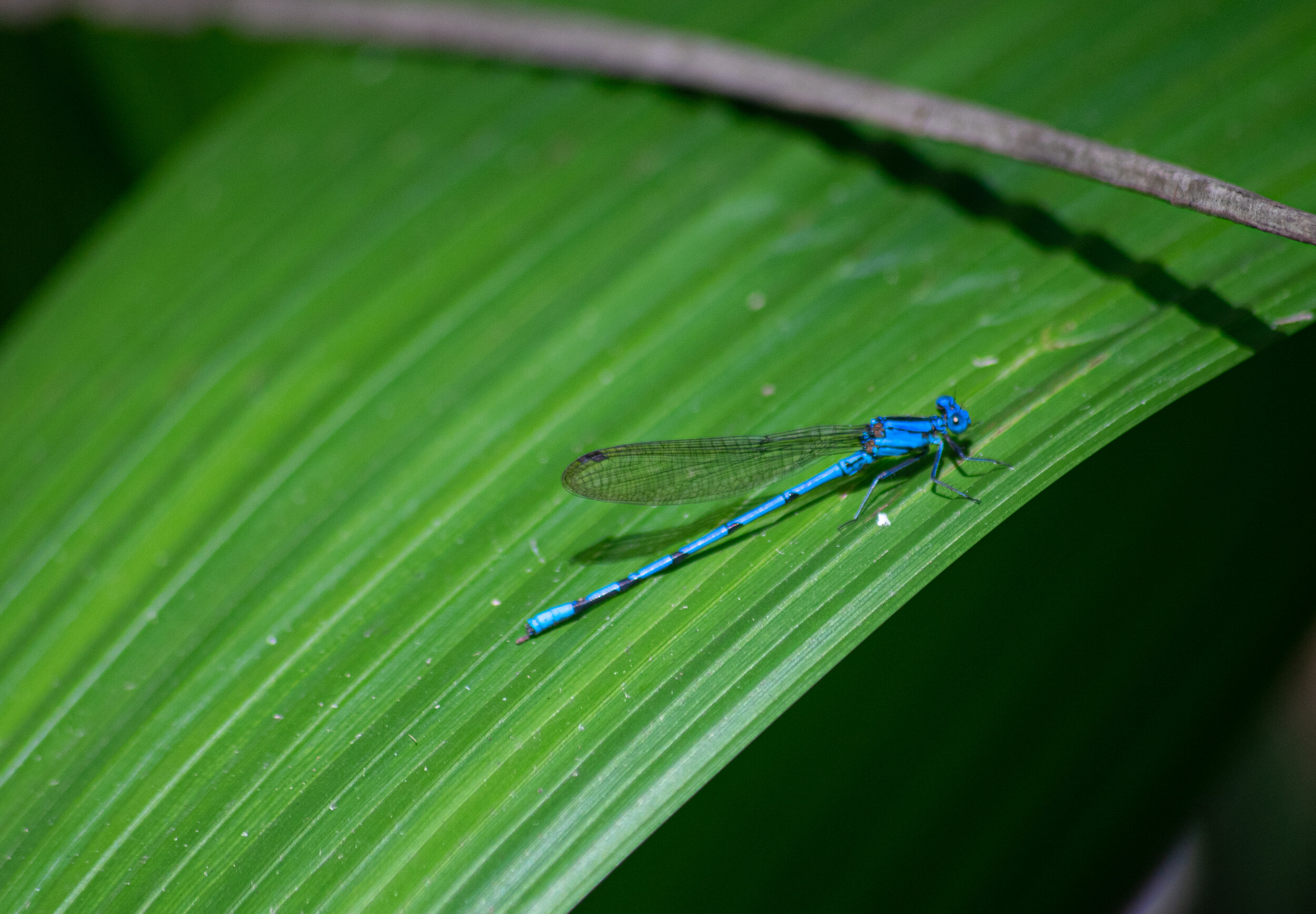 A blue damselfly resting on a green leaf in a natural environment.