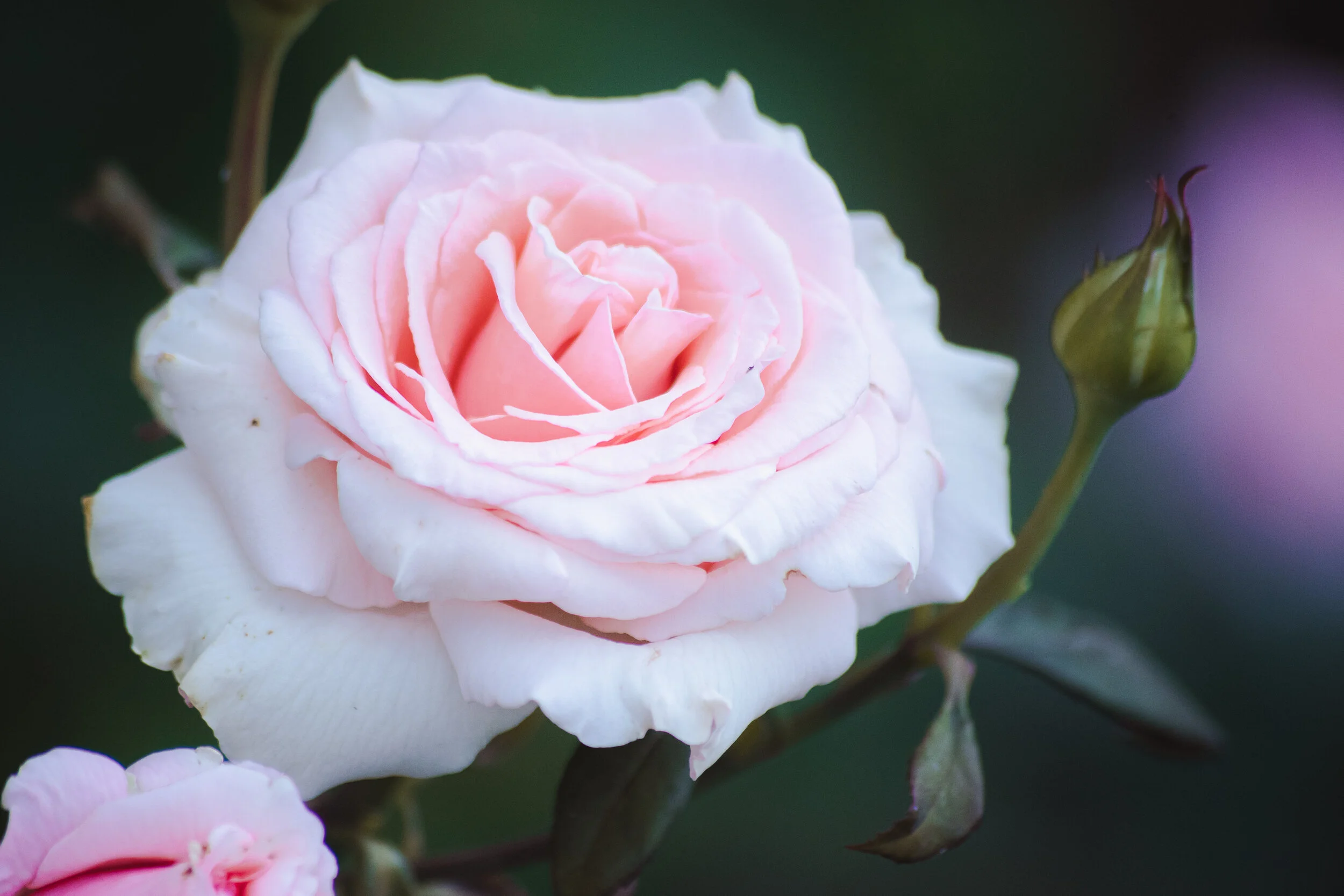 Close-up of a light pink and white rose with a bud and dark green background.