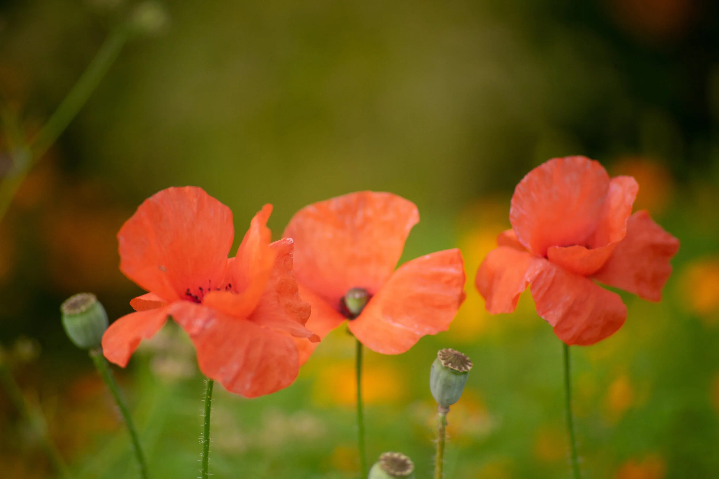 Close-up of two orange poppy flowers blooming in a field with green background.