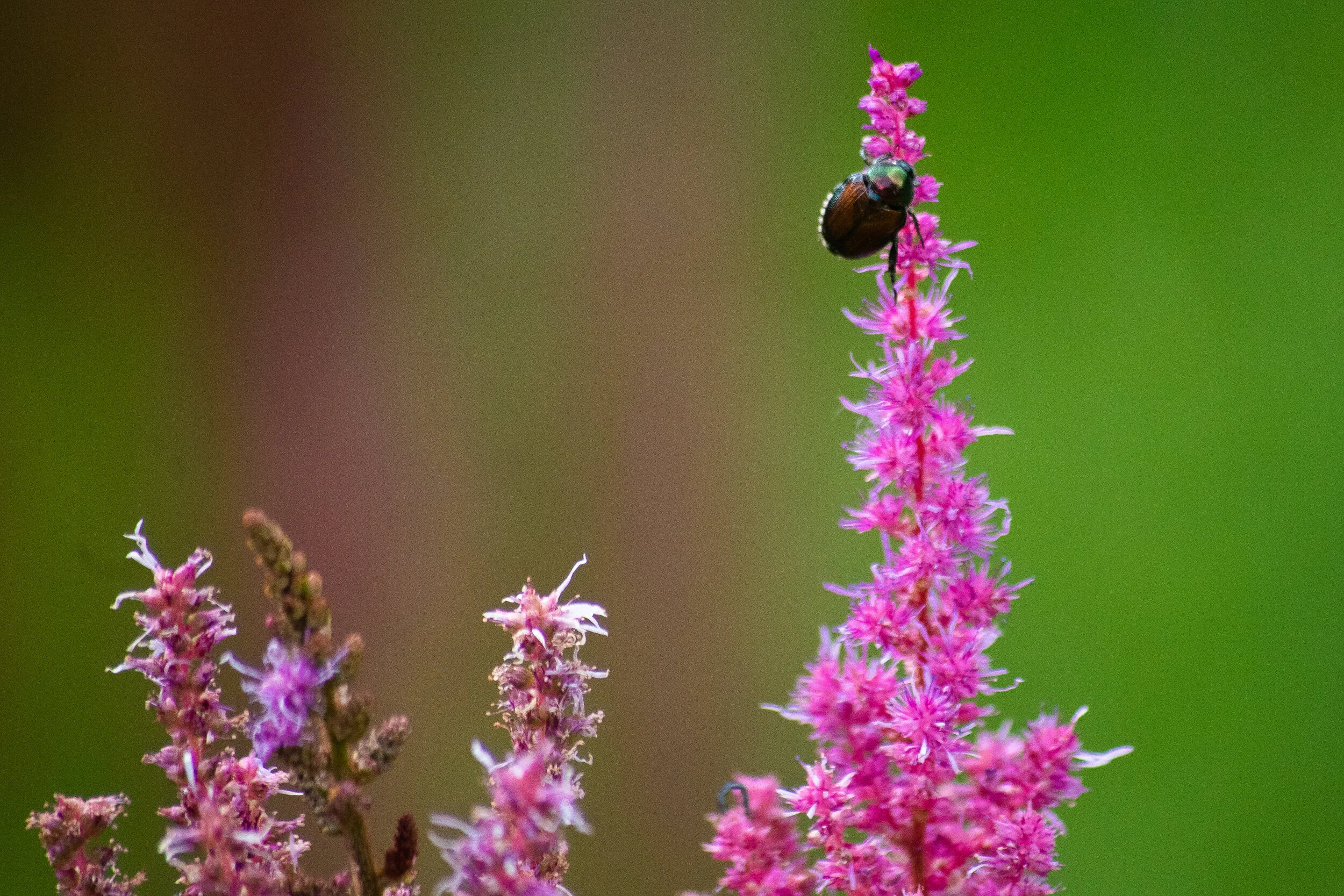 A small insect perched on a tall pink flower with a green background.