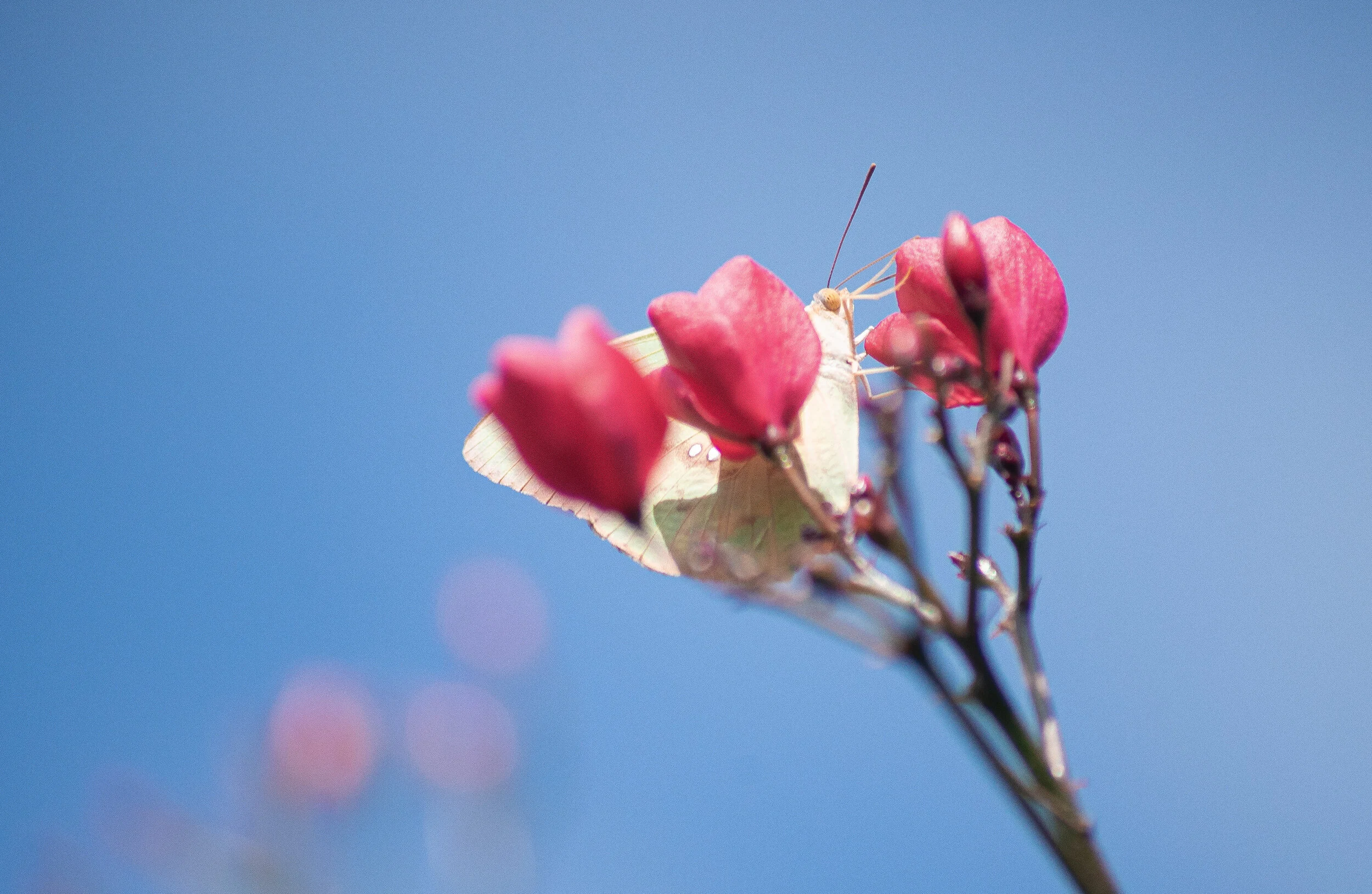 A white butterfly with green markings resting on pink flower buds against a clear blue sky.