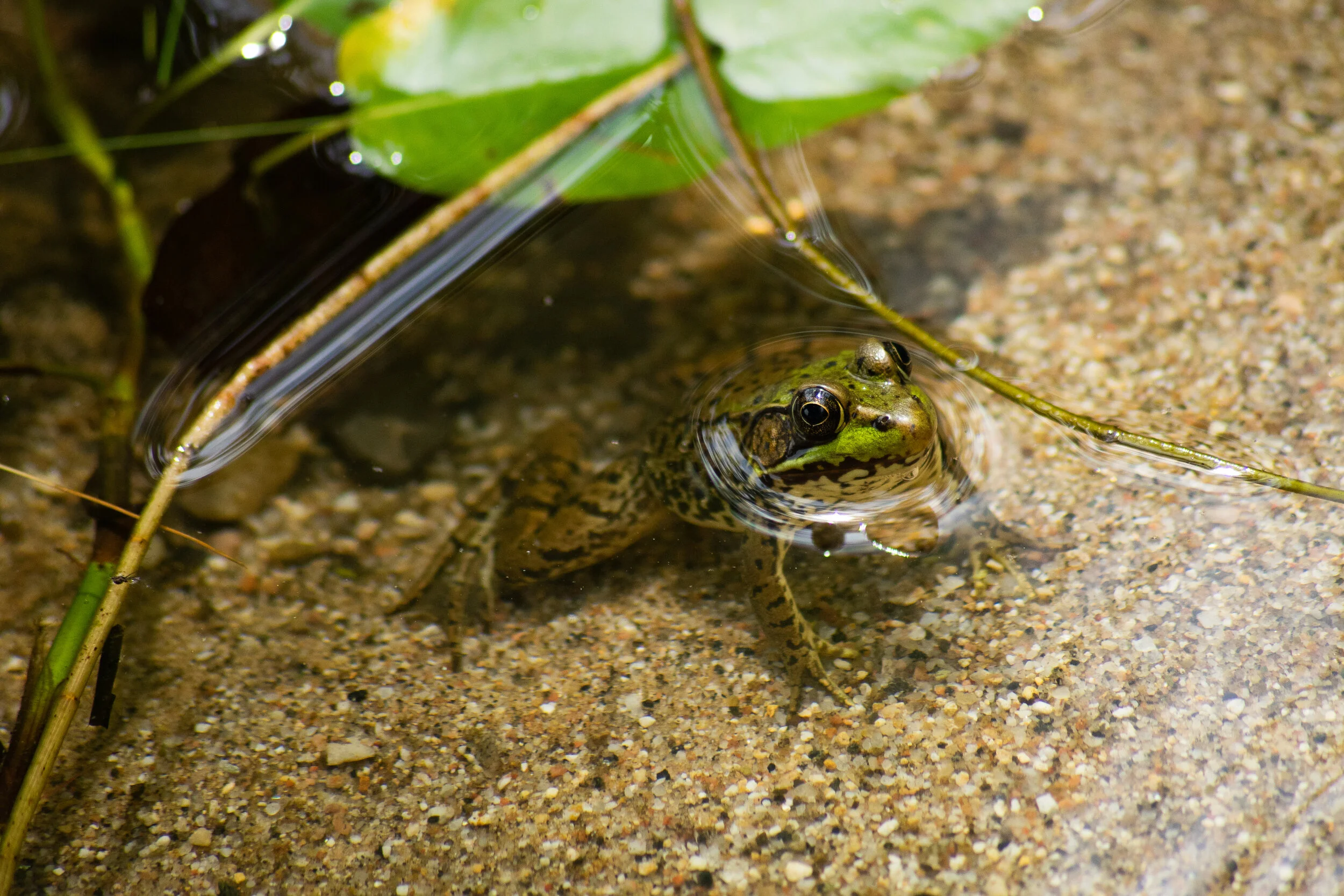 A frog partially submerged in water, next to a green leaf on sandy ground.
