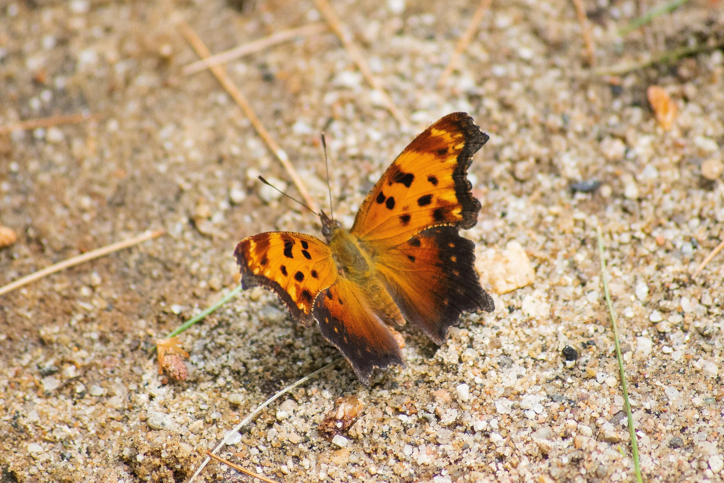 A butterfly with orange and black patterned wings resting on sandy ground with small twigs and grass.