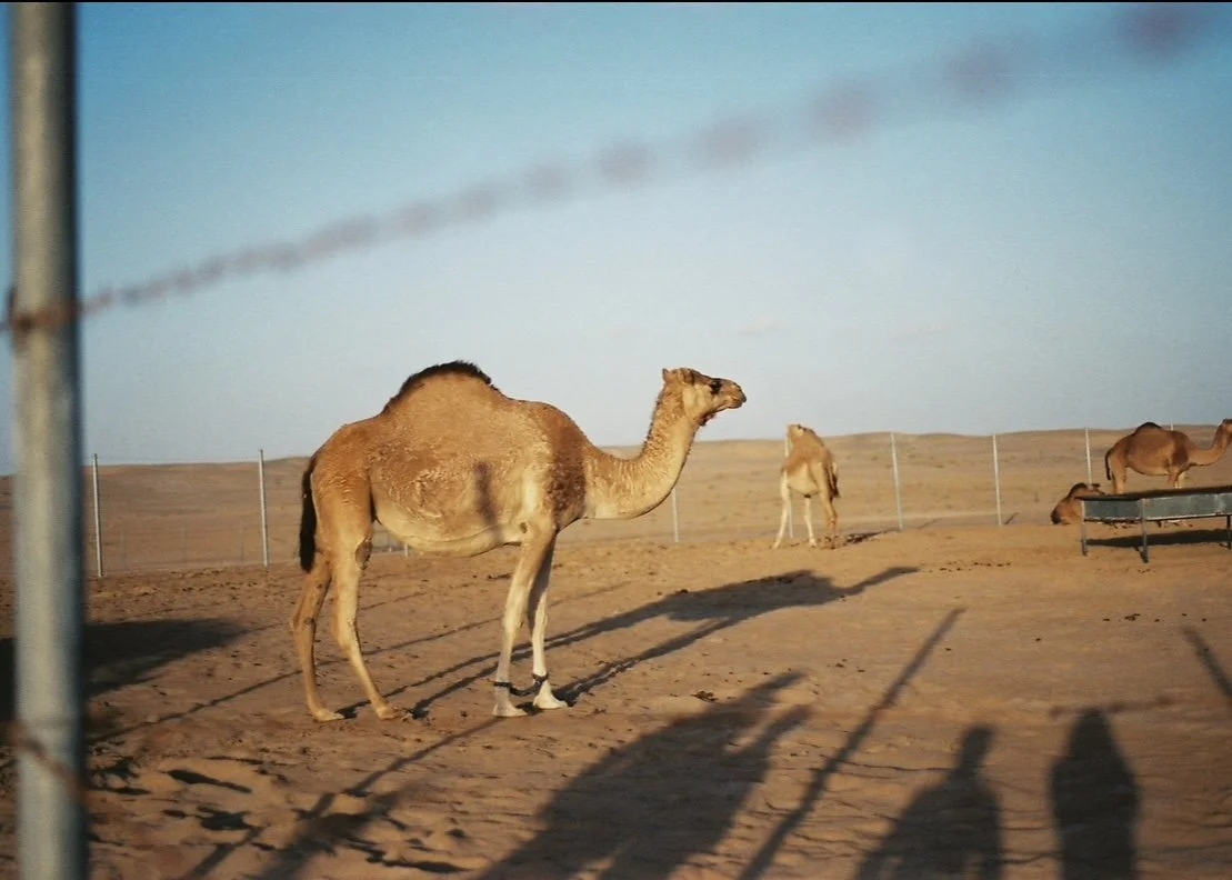 A camel standing in a fenced area with other camels in the background under a clear blue sky.