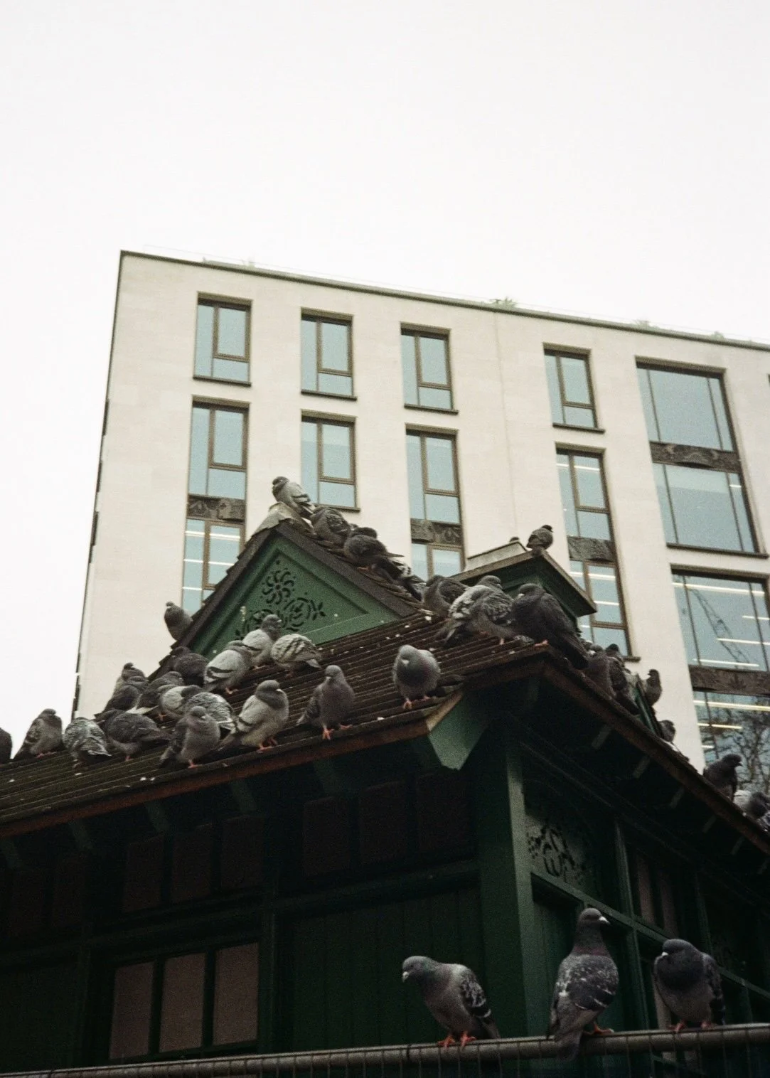 Pigeons perched on the roof of a small green structure in front of a tall modern building.