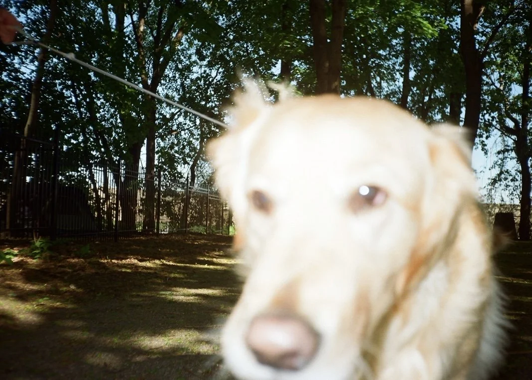 Close-up of a light-colored dog with a blurred face, in a wooded outdoor area with trees and a fence in the background.