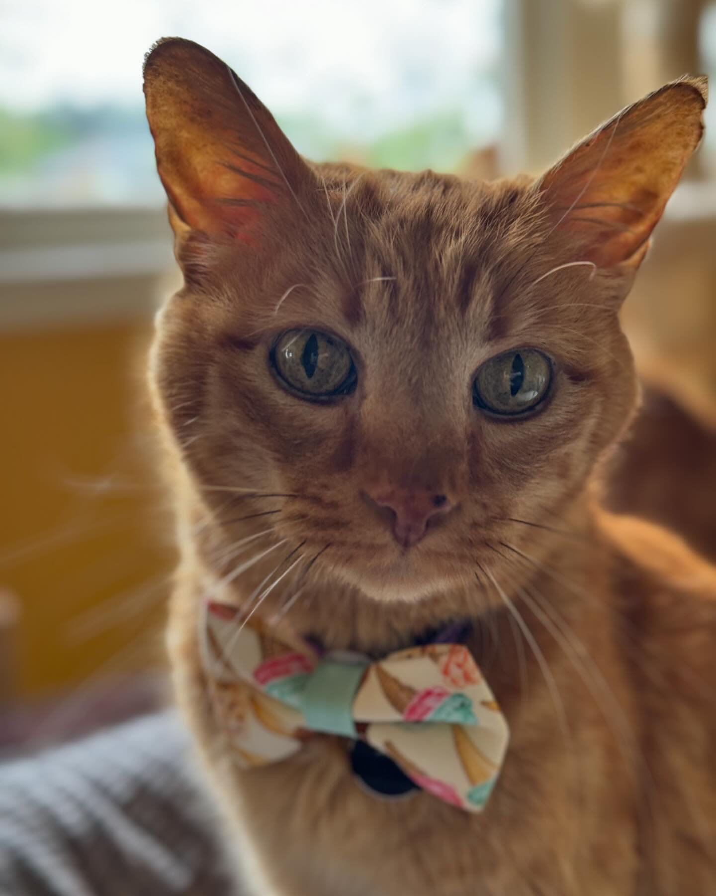 We (Jack &amp; Bobby) turned 15 last Thursday!! And our little brother and mommy threw us a bday party today! 

Chadwick gave us these cool matching ice cream bow ties! We love&rsquo;em! 😻

And mom gave us this super cozy new cat bed! Purr&hellip; s