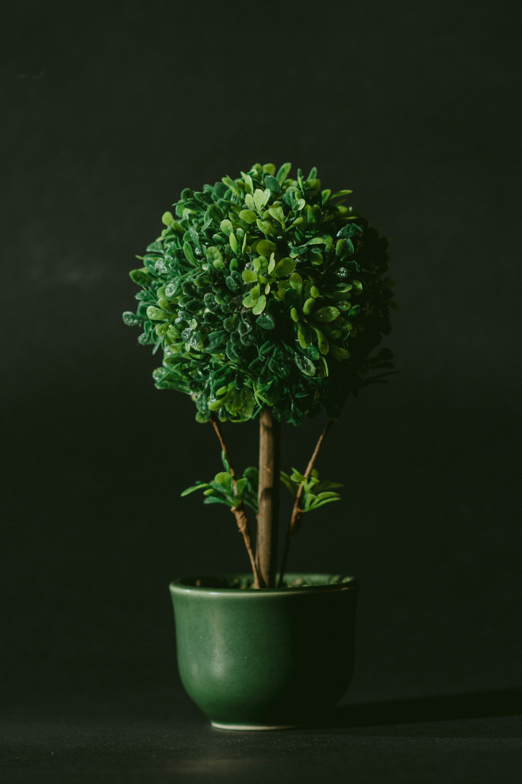 If You're Not Thriving, Check the Soil