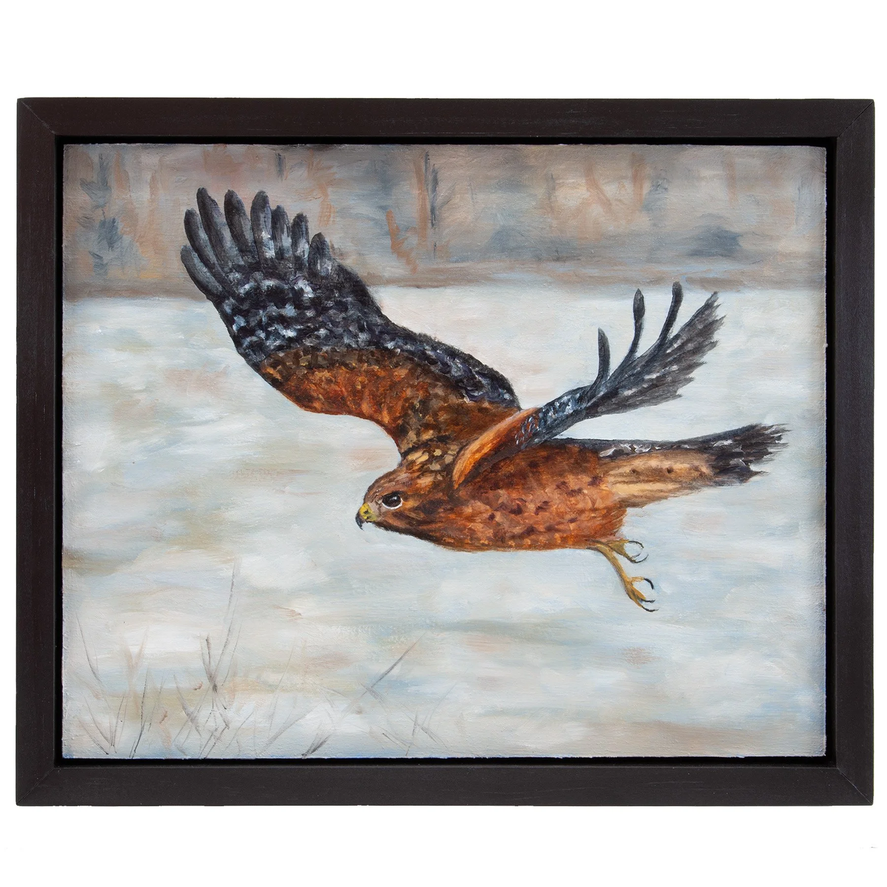 RedShoulderedHawk_Framedsmall.jpg