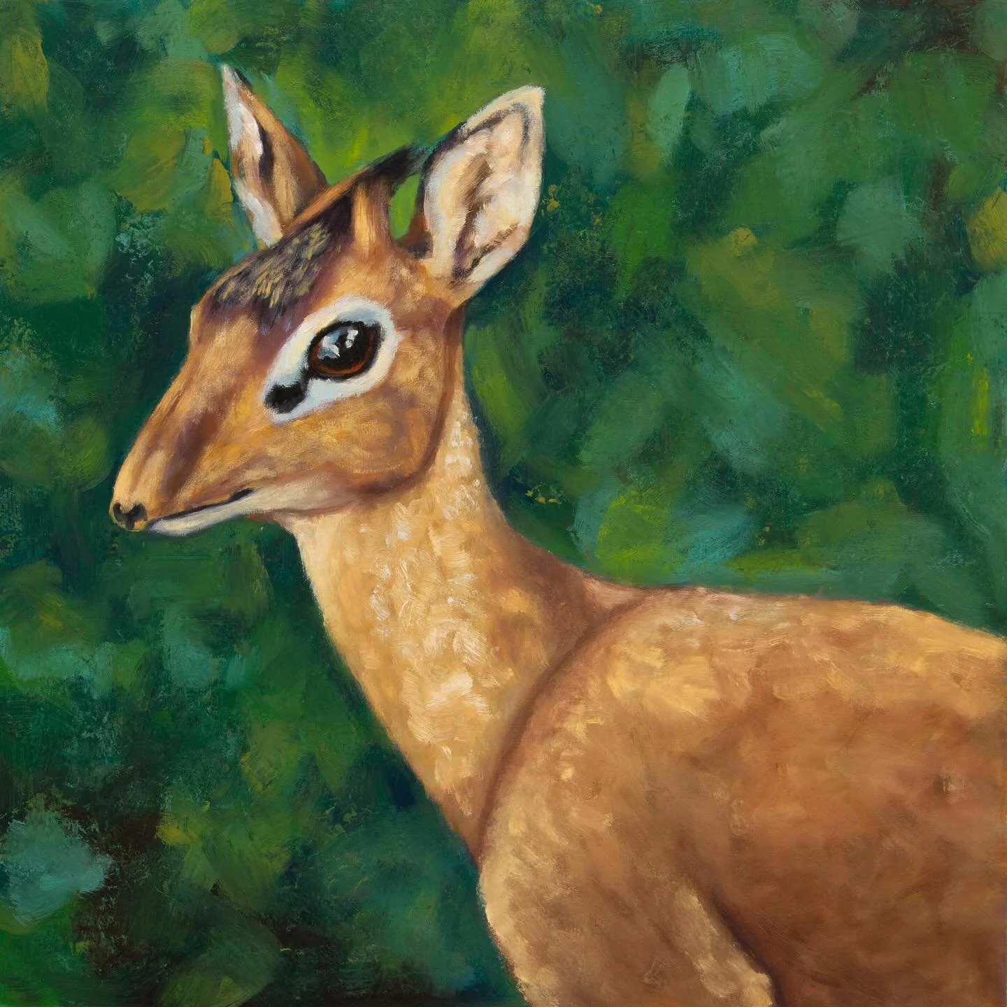 Kirk&rsquo;s dik-dik from &ldquo;The Painted Safari&rdquo; series, 11x11 inches, oil on panel.  Available!

Fun fact: these tiny antelopes have prehensile noses

#wildlifeart #kirksdikdik #rvaart #rvaartist
