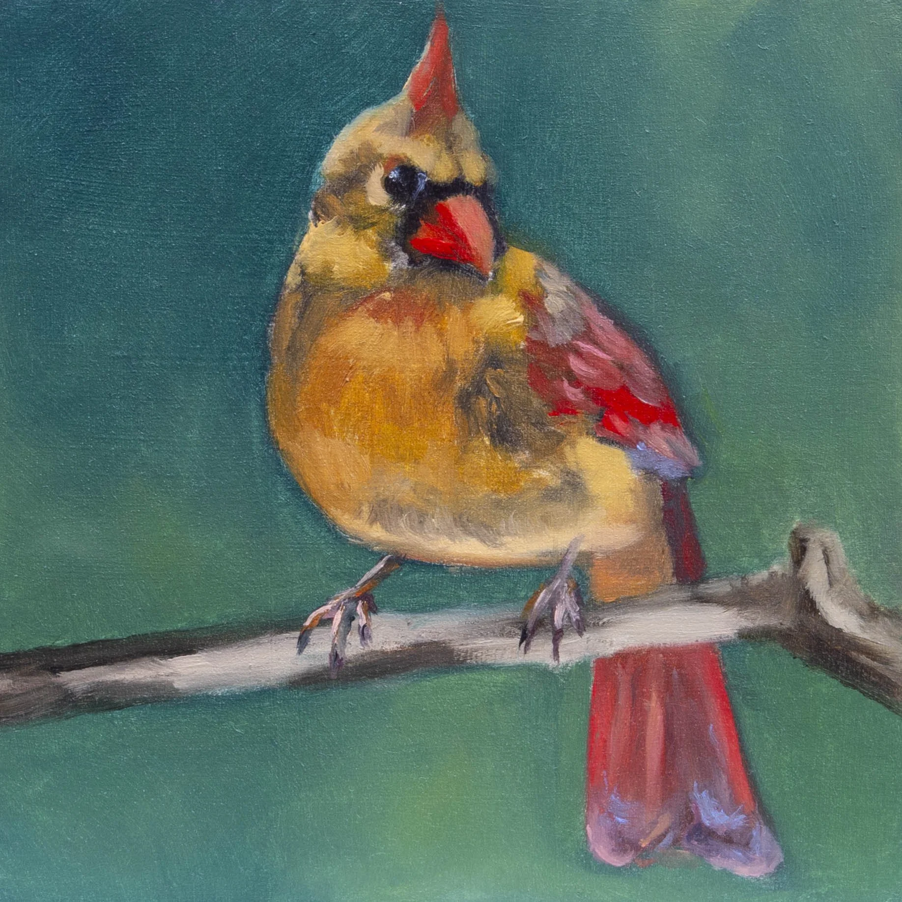 Female Cardinal