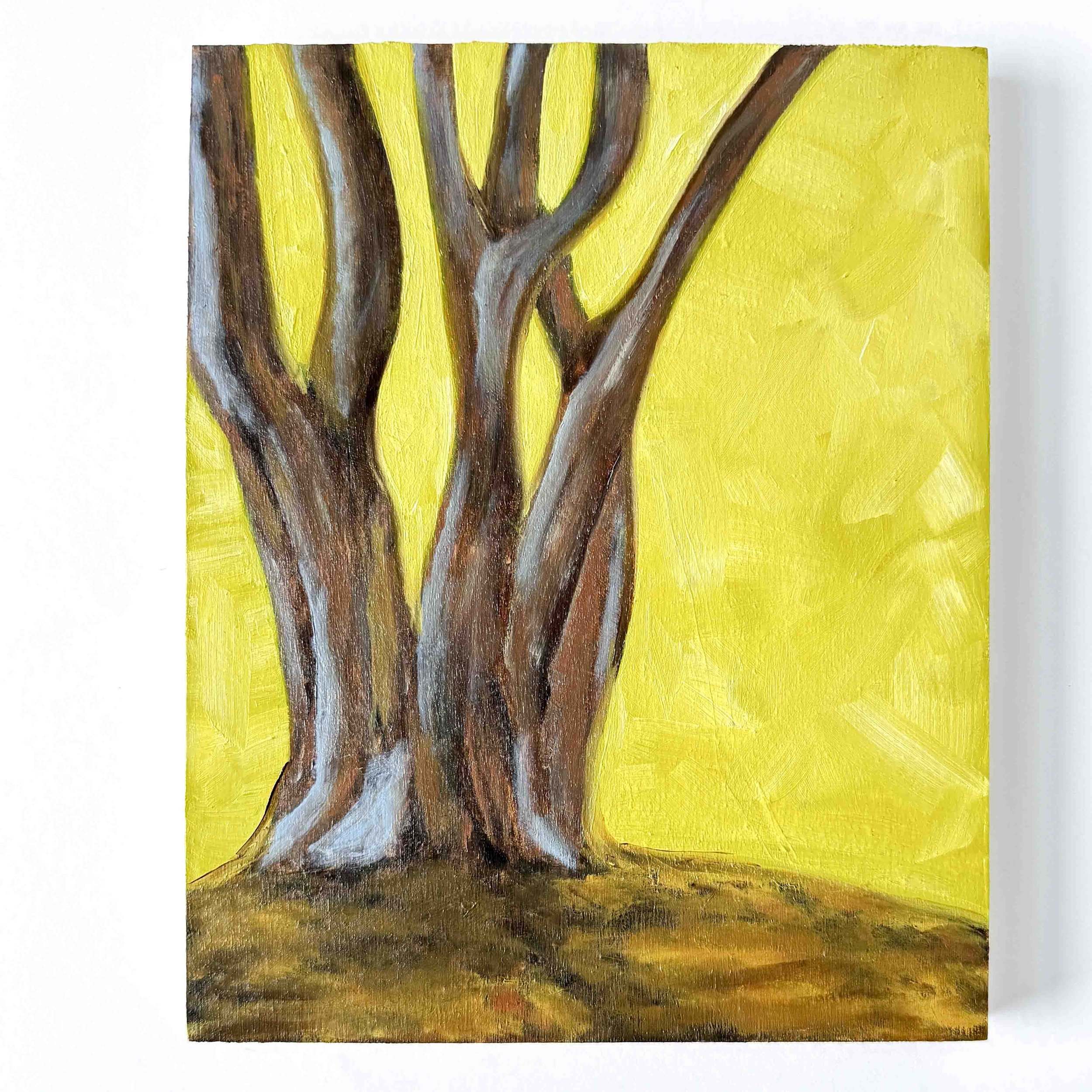 Diego's Tree, oil
