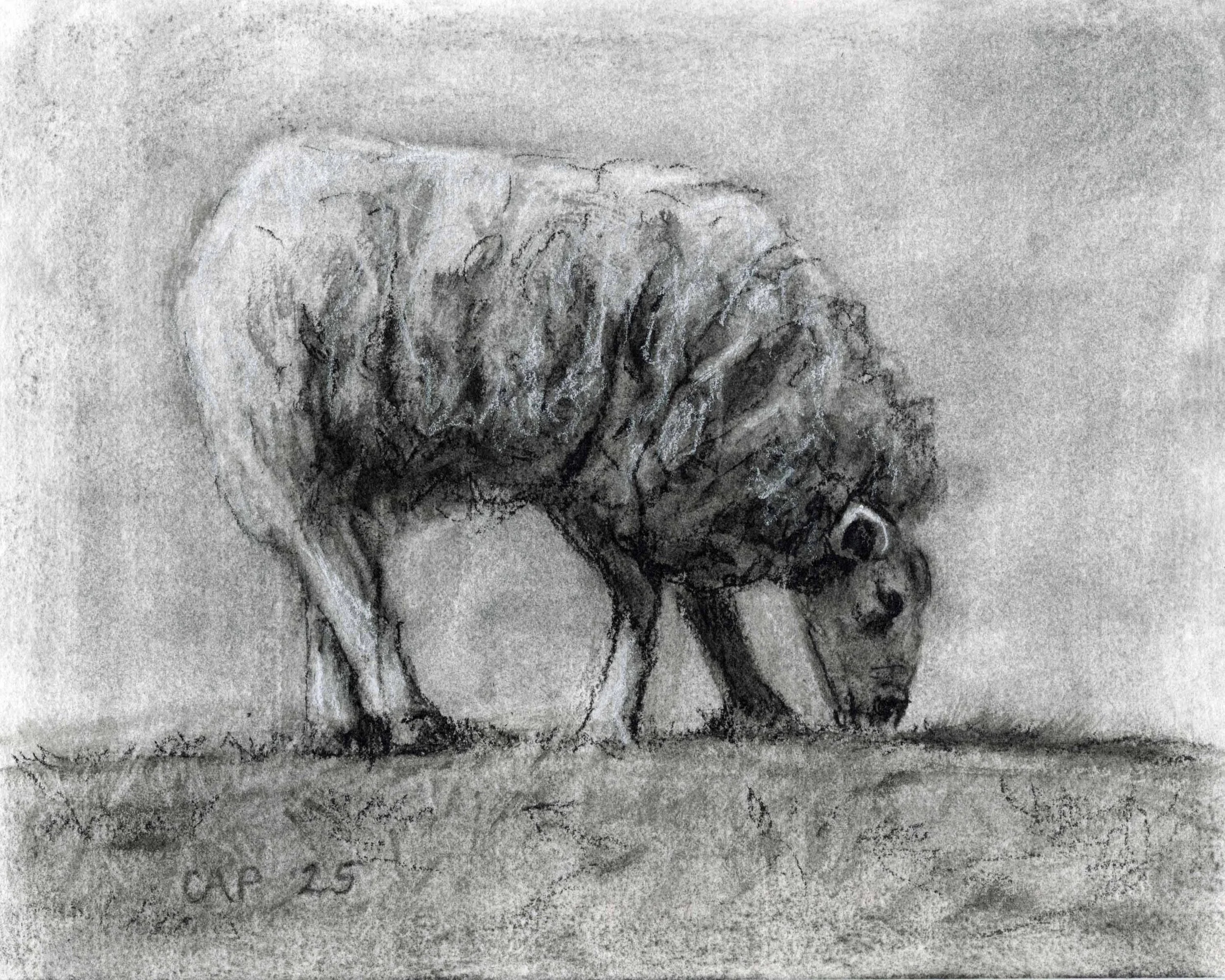 Sheep Charcoal Drawing