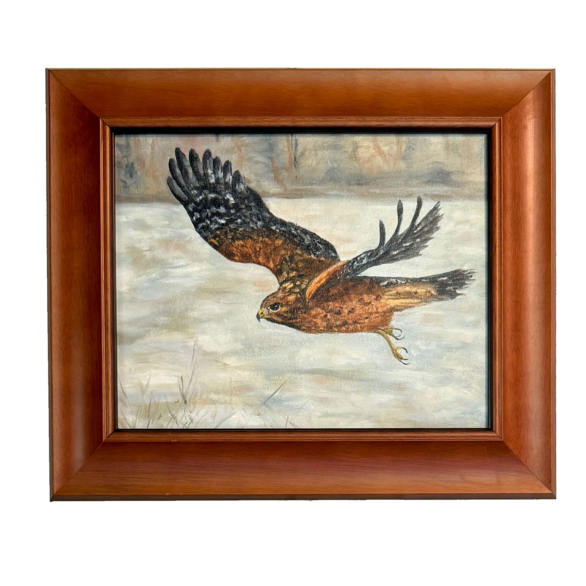 RedShoulderedHawk_Framed.jpg