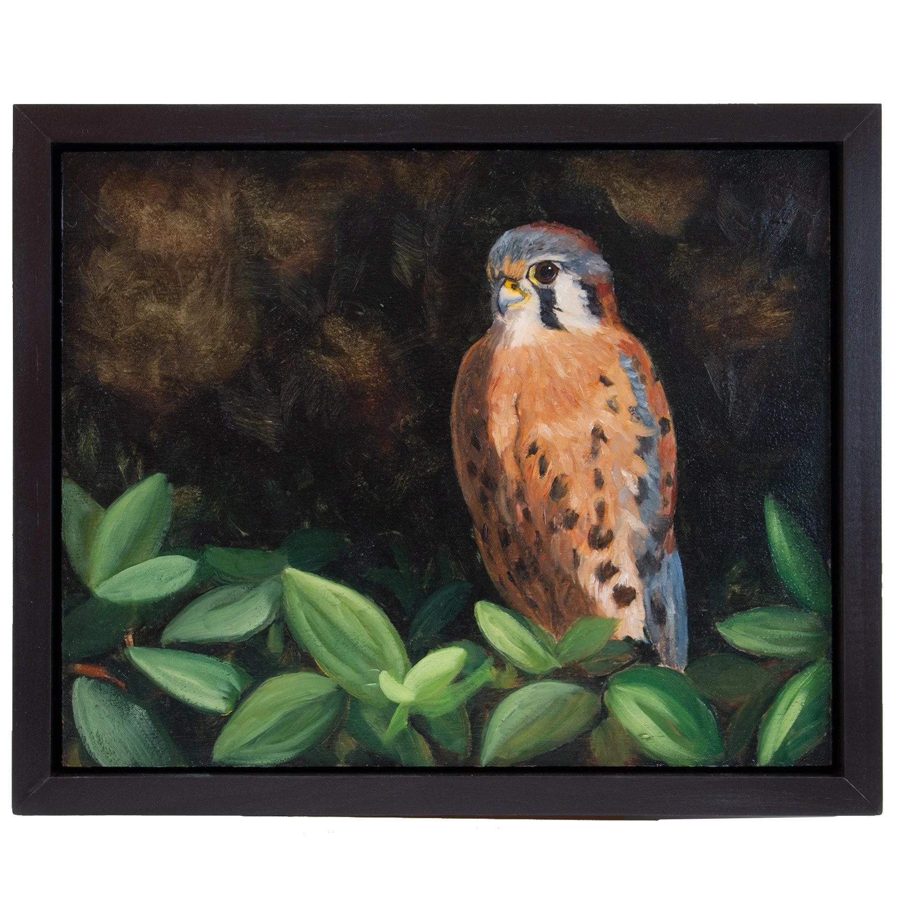 American Kestrel, oil