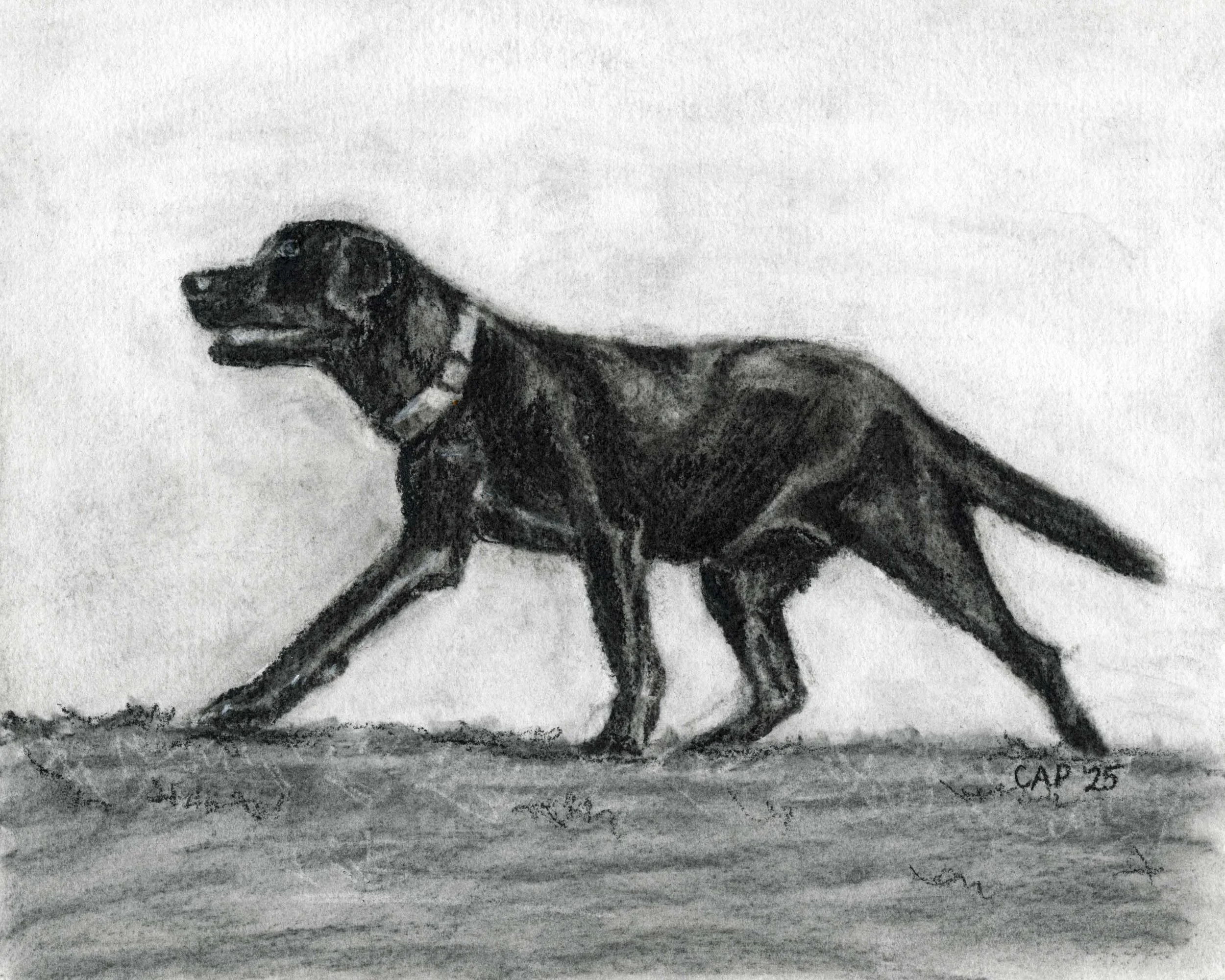 Black Lab Charcoal Drawing