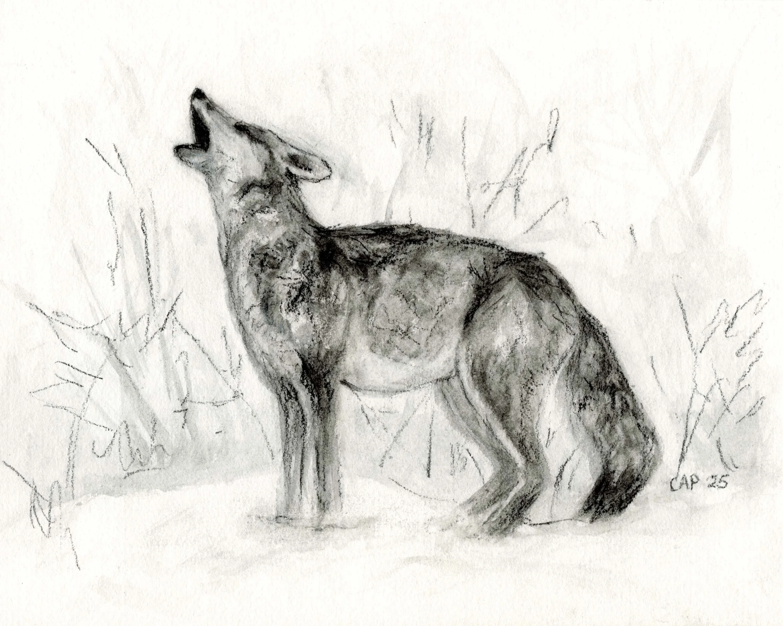 Wolf Charcoal Drawing