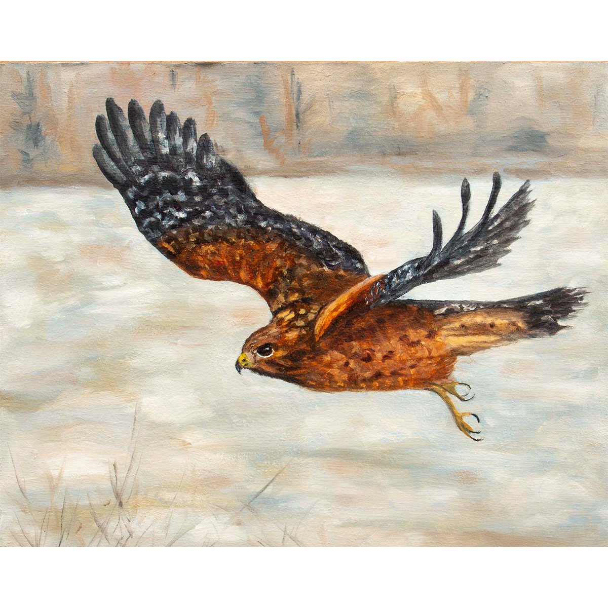 Red Shouldered Hawk, oil