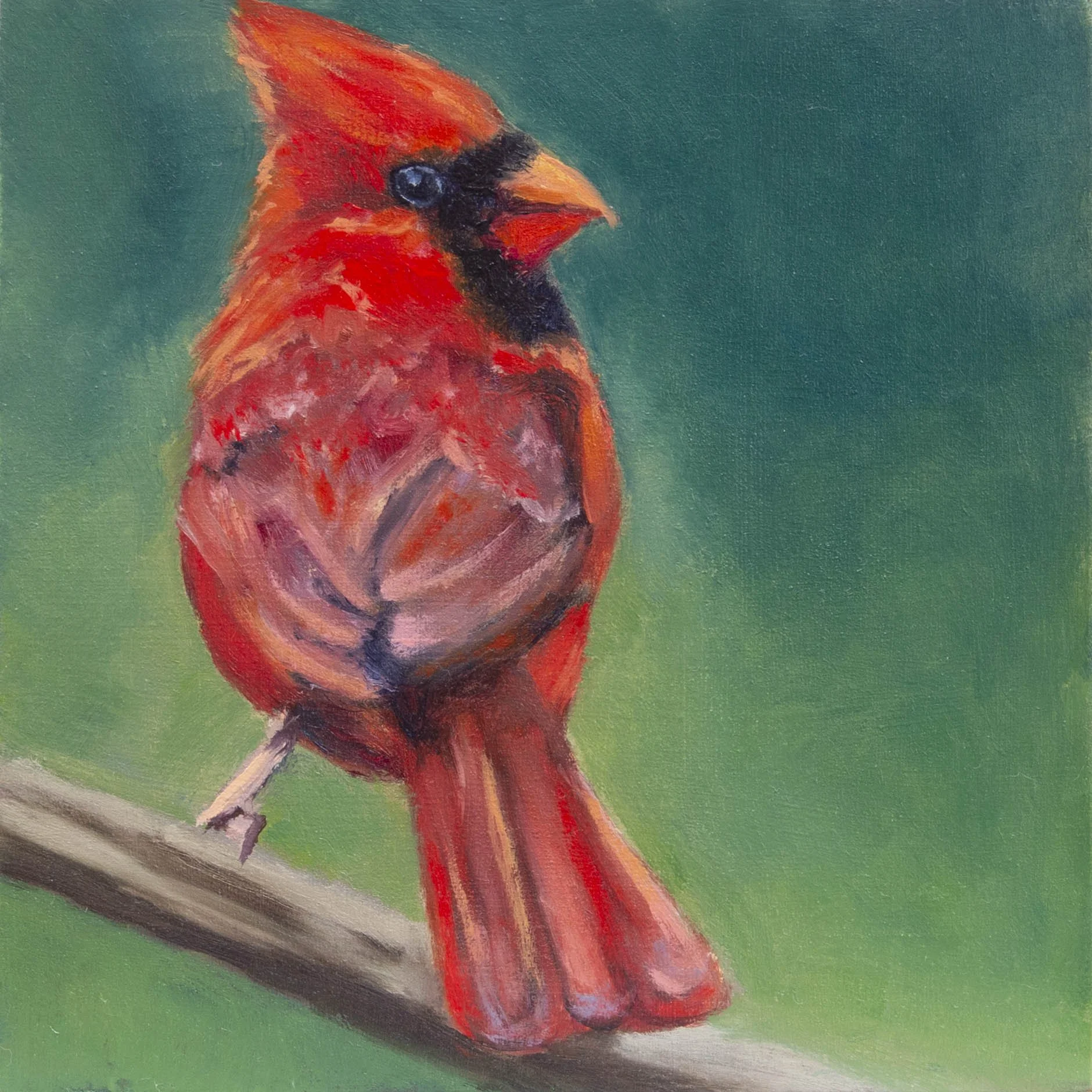 Male Cardinal