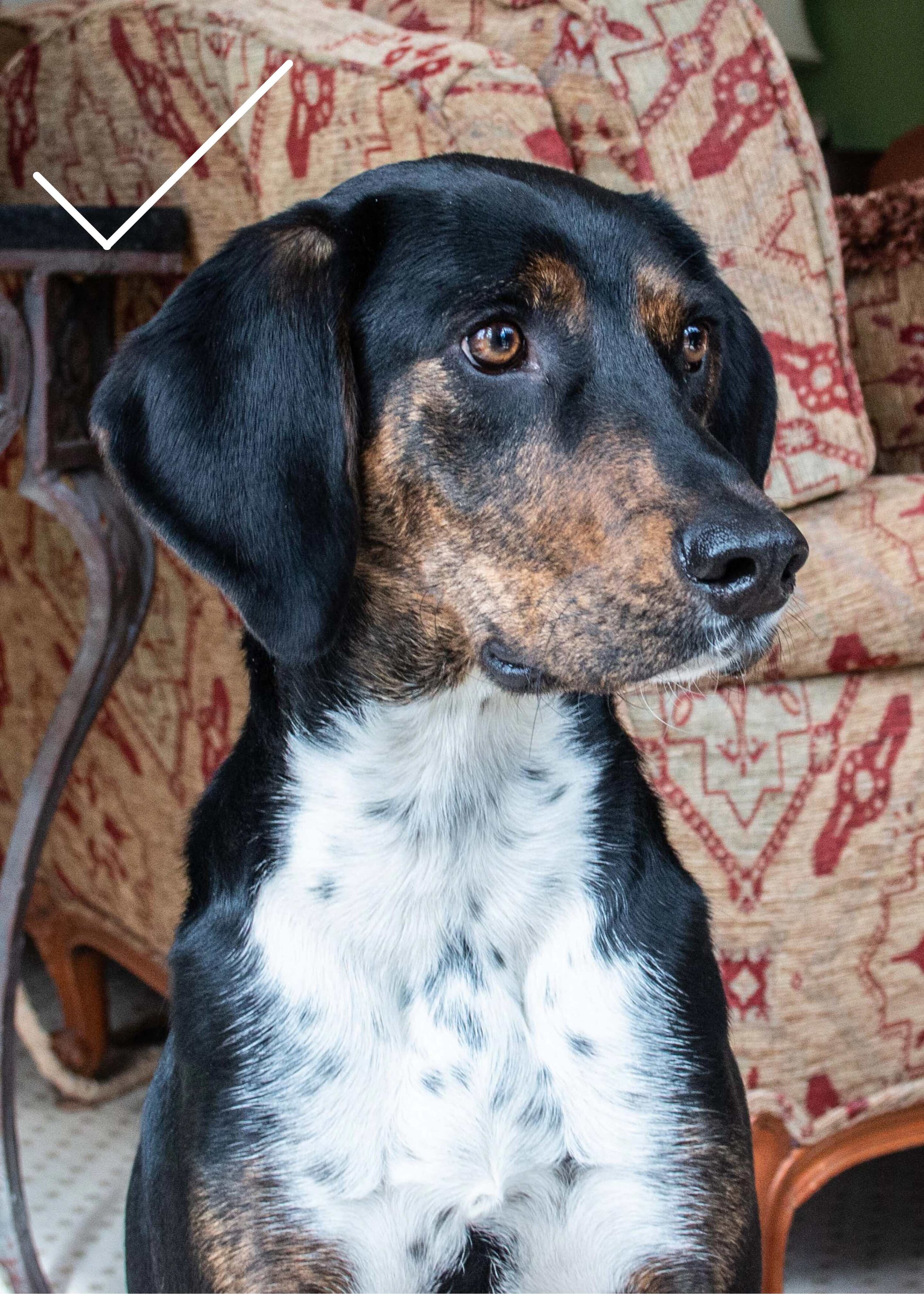 Good Example
*The natural light shows the true colors of the dog's fur.
*Both eyes are well lit.
*There are soft shadows and highlights on the ears and face, which create a sense of depth