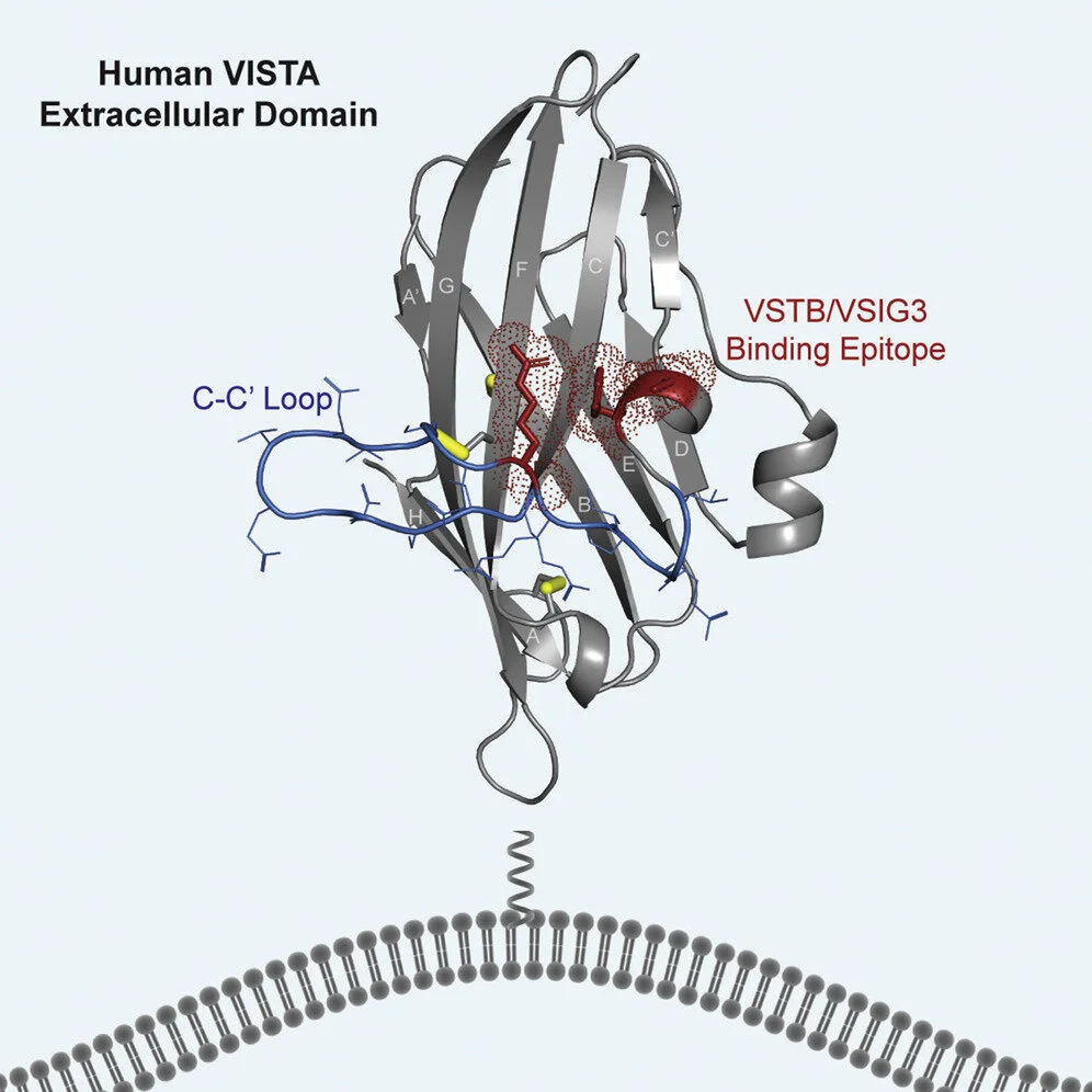 VISTA Cell Reports Paper Featured by Stanford SLAC — Cochran Lab ...