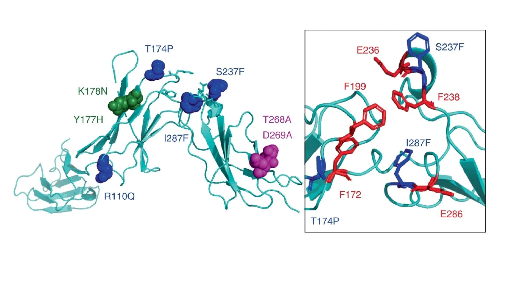Decoy Receptor targeting CLCF1 Nature Medicine Paper Featured by