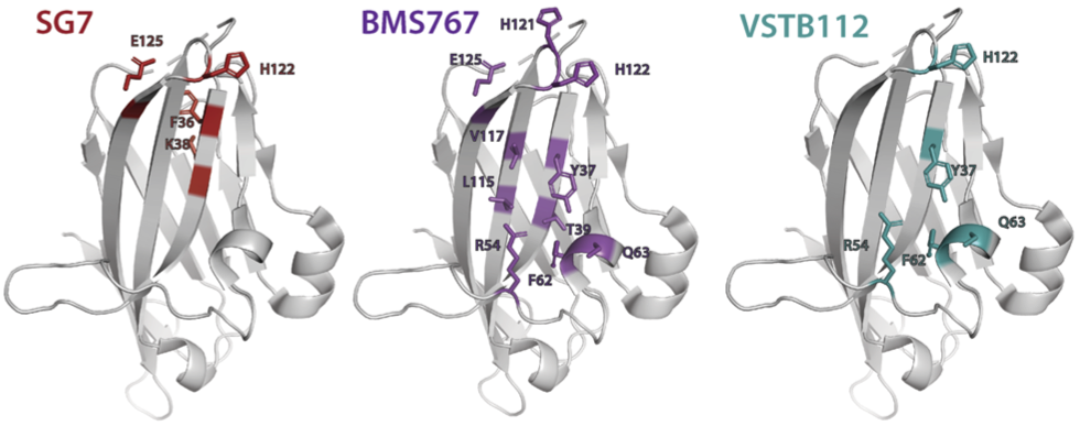 Anti-VISTA Antibody Engineering Work Published in Scientific Reports