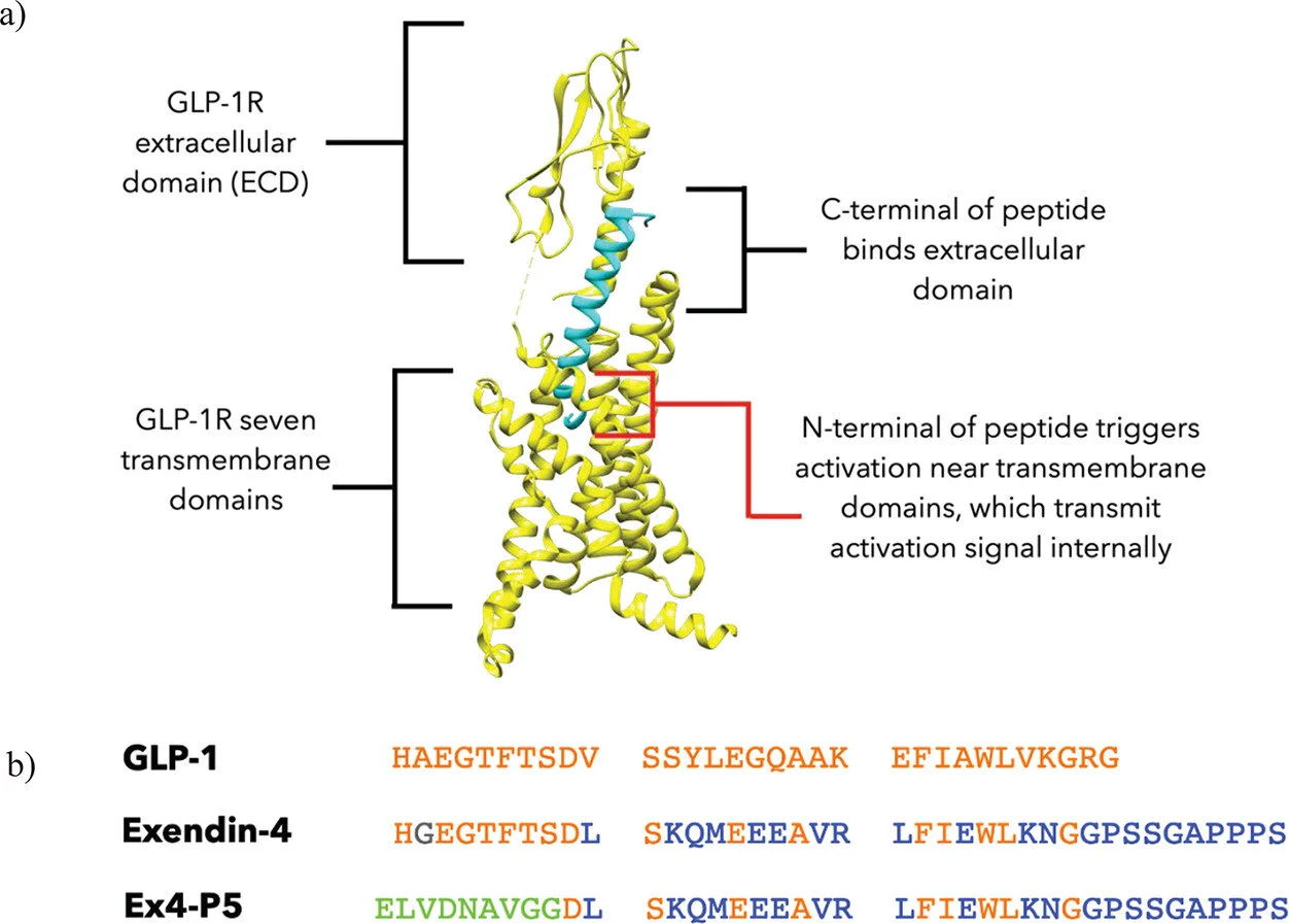 GLP1 Agonist Engineering Work Published in ACS Chemical Biology