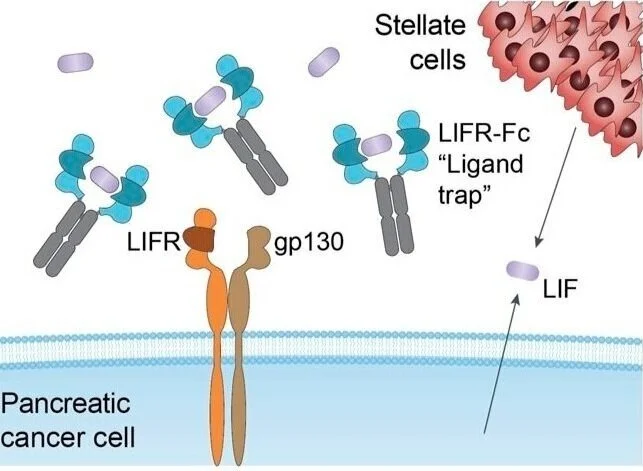 Our work on engineering a human LIF receptor decoy for pancreatic cancer treatment in collaboration with Tony Hunter’s lab was published in Nature Communications Biology. To read the publication, click here.