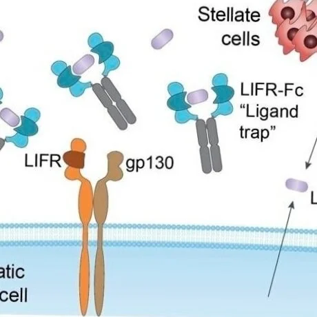 LIF Receptor Decoy Engineering Work Published in Nature Communications Biology