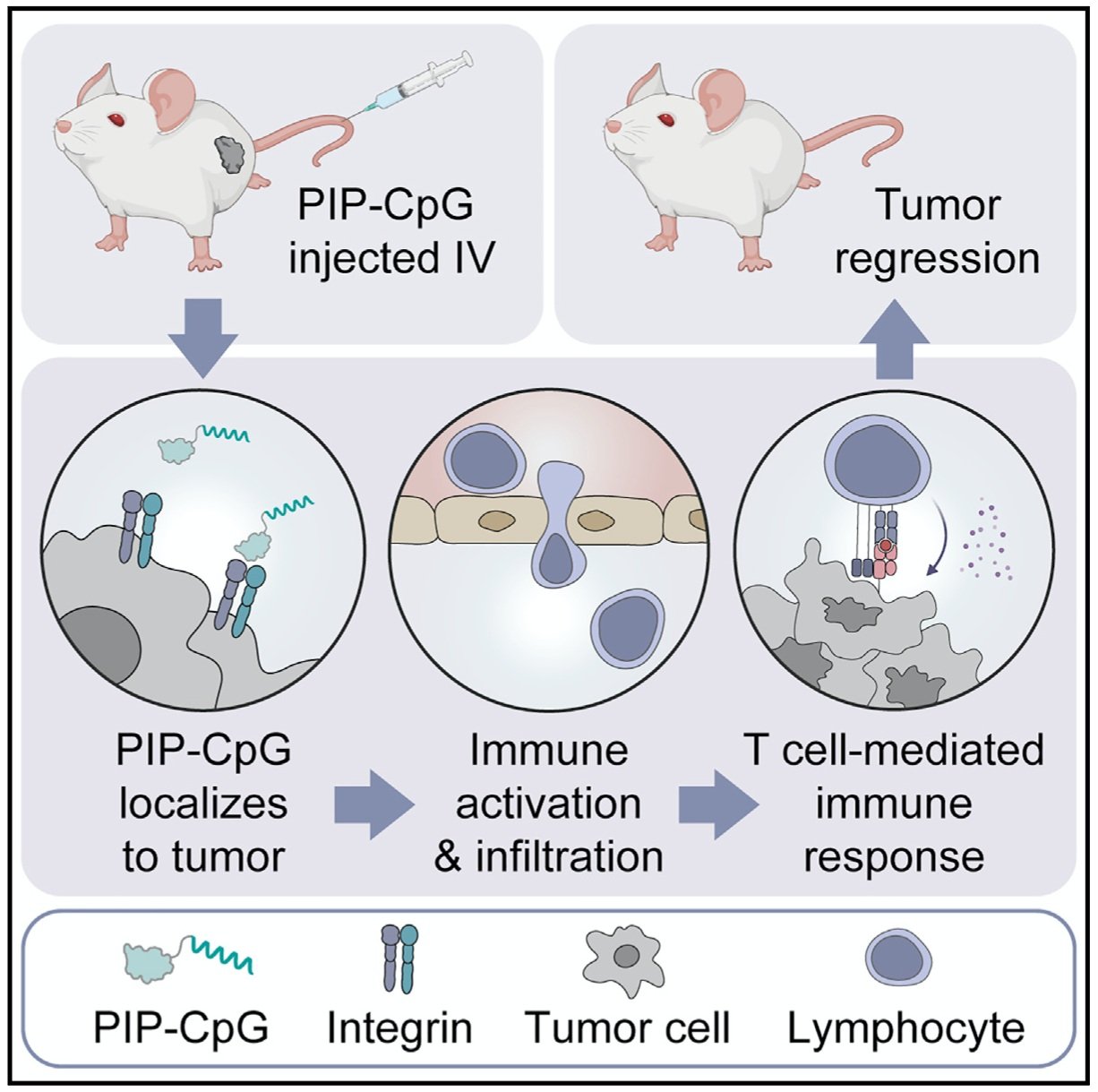 Synthetic immunostimulant for tumor microenvironment transformation and regression work published in Cell Chemical Biology