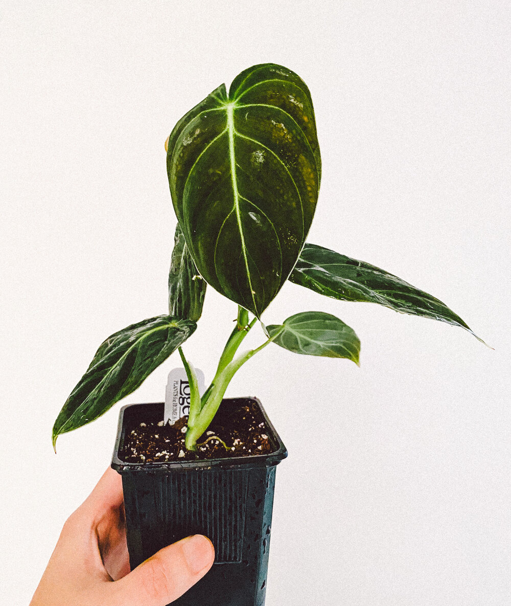 Philodendron Melanochrysum