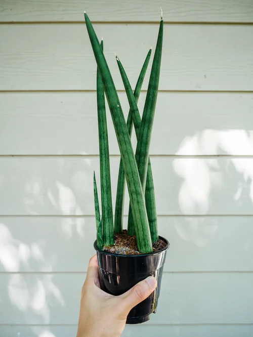 Repotting Sansevieria Cylindrica and Sansevieria Whale Fin