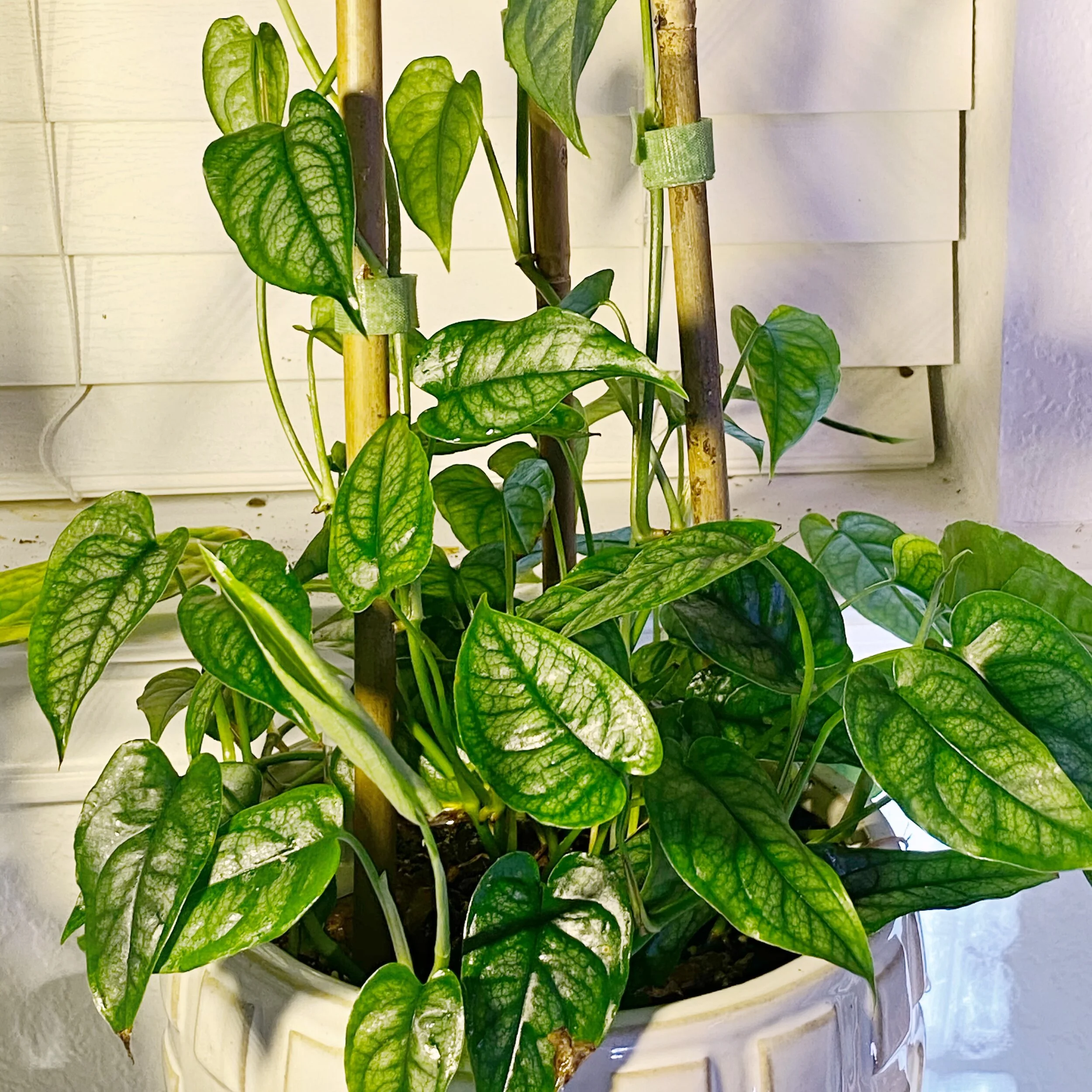 Houseplants That Do Well In Spring In My Collection Chee Sim