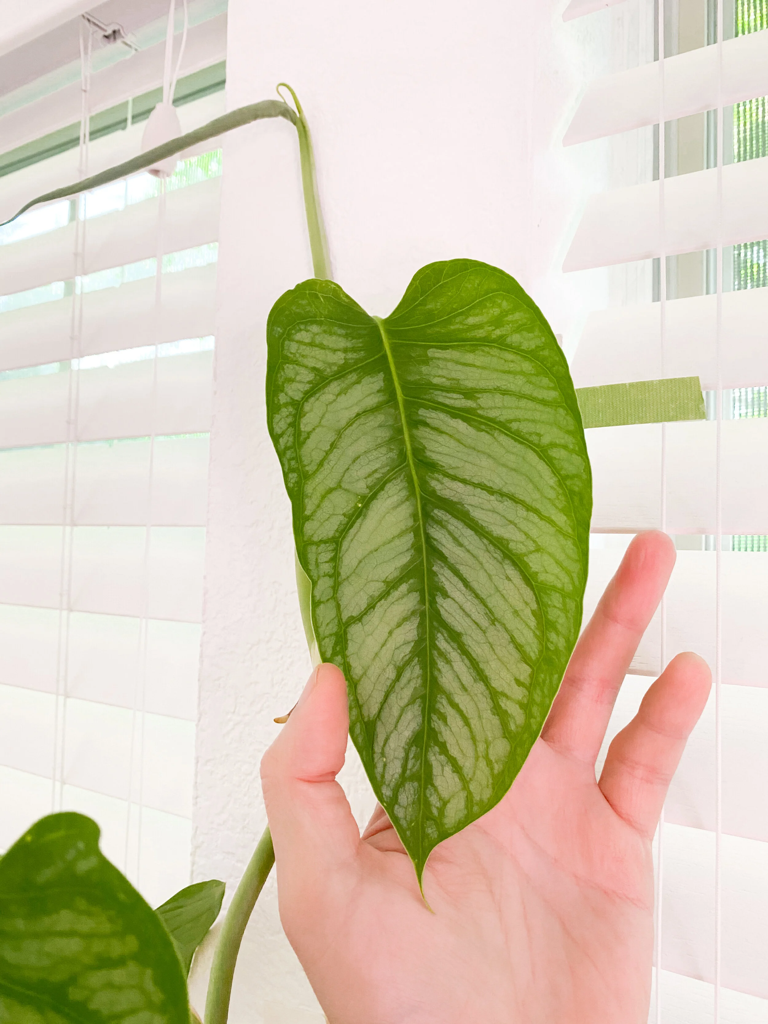 Houseplants That Do Well In Spring In My Collection Chee Sim