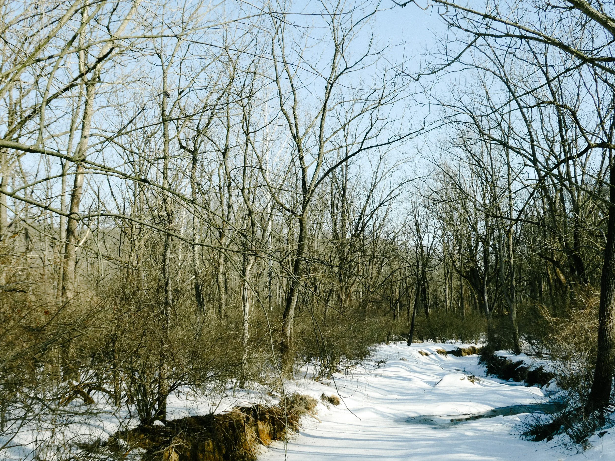 Tree Before Spring Before Spring
