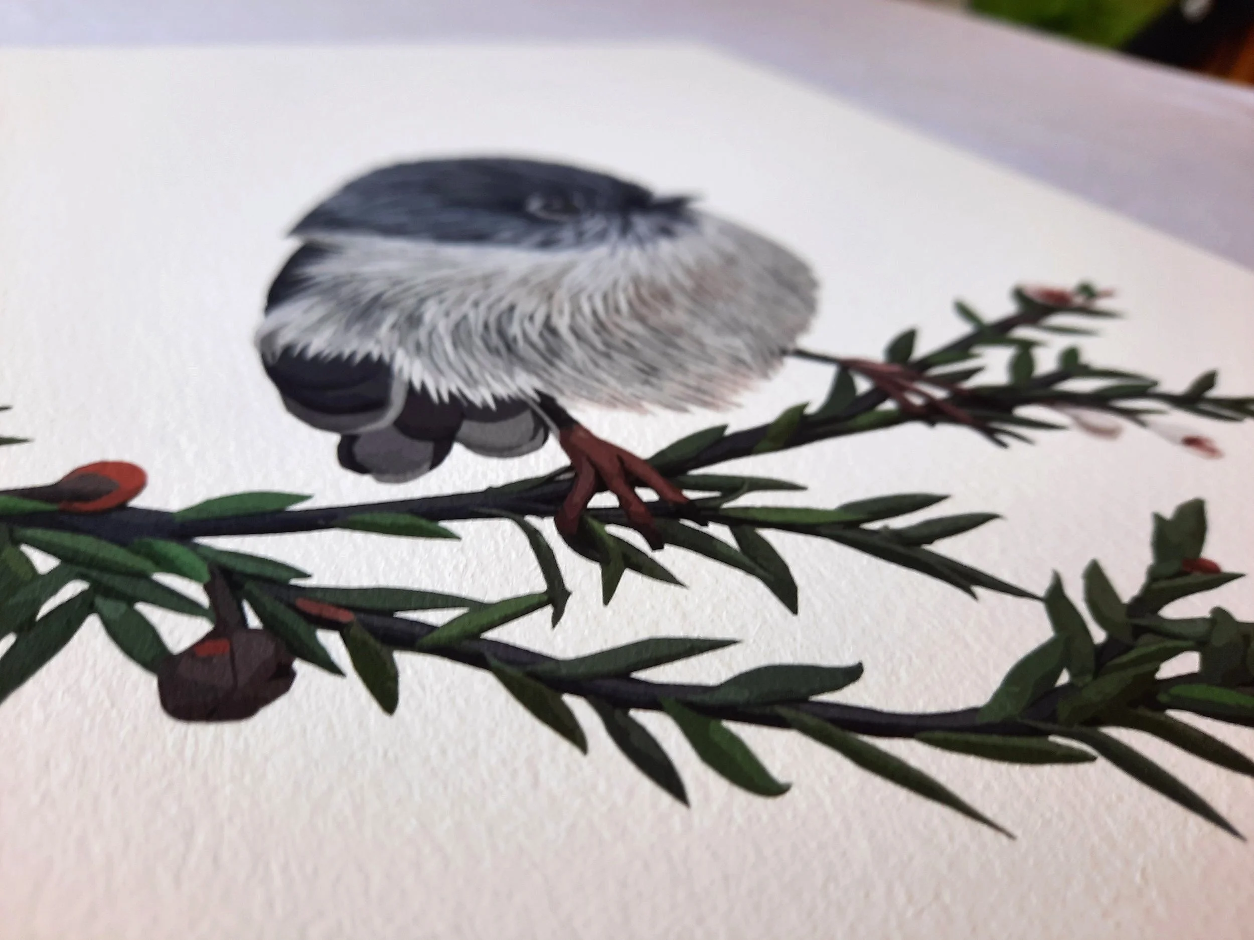 Tomtit+Female-+Ngirungiru+Bird+Giclee+Print+Side.jpg