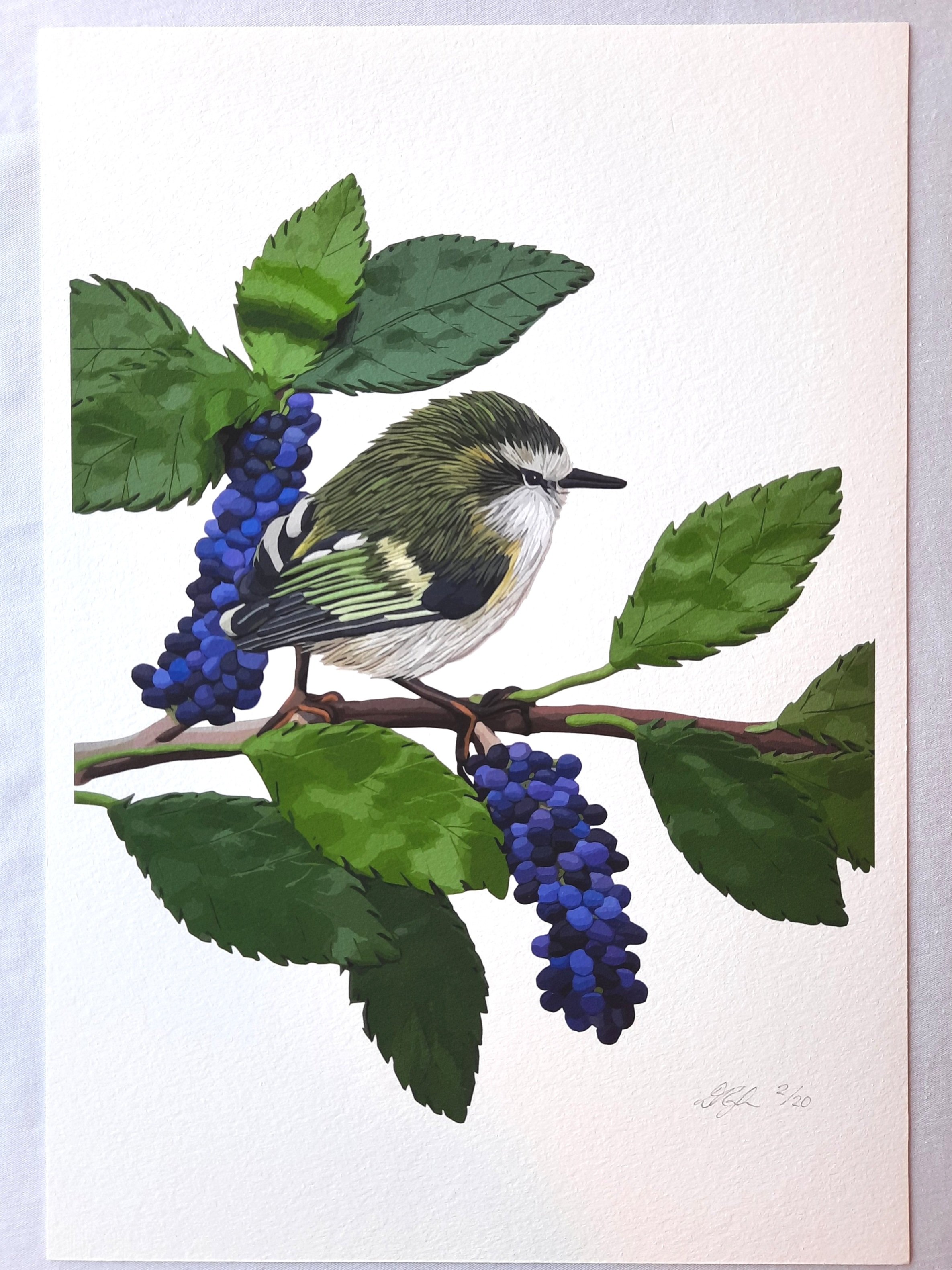 Titipounamu+Mahoe-+Rifleman+Bird+Giclee+Print+Front.jpg