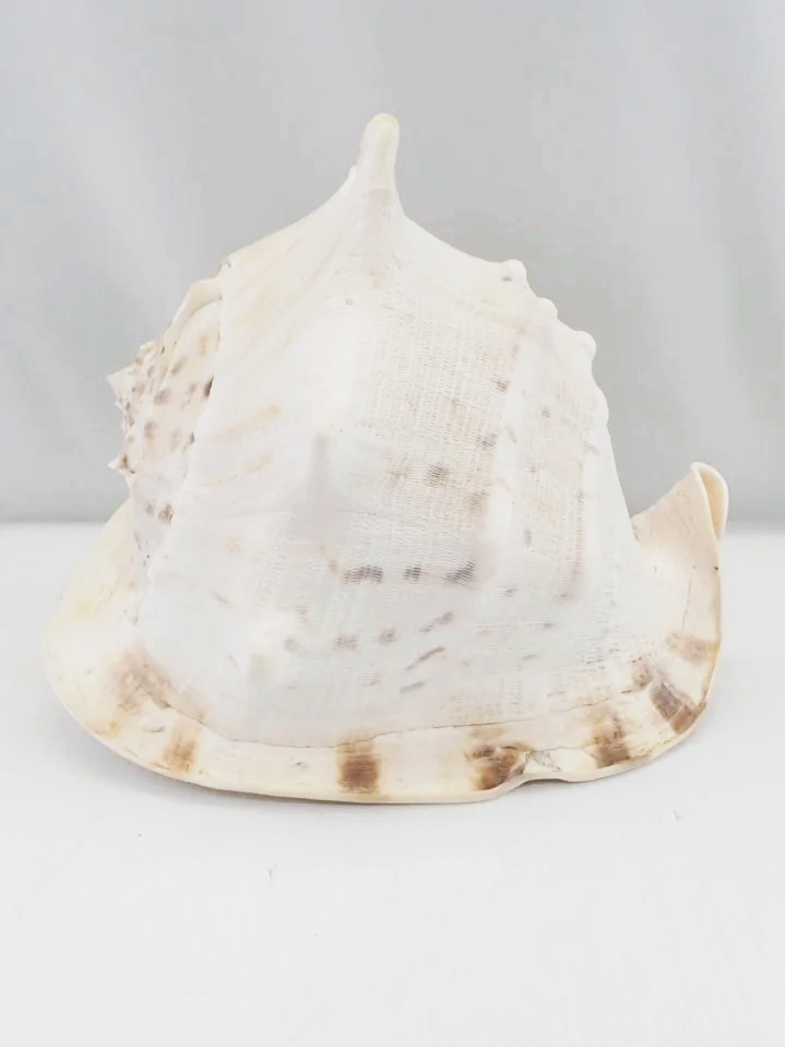 Large Queen Helmet Conch Natural Shell