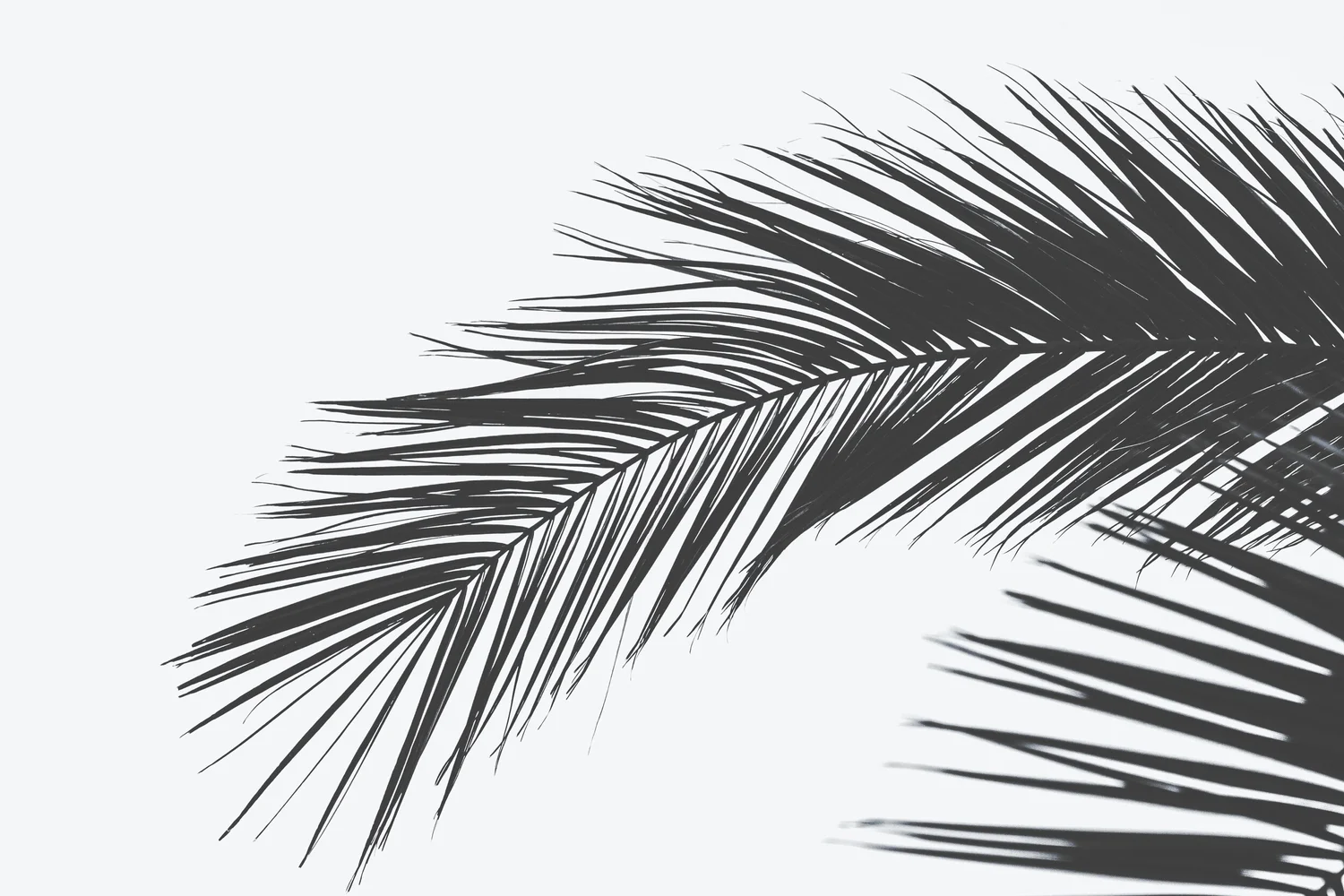 Palm Sunday: Jesus Comes as a King episode artwork