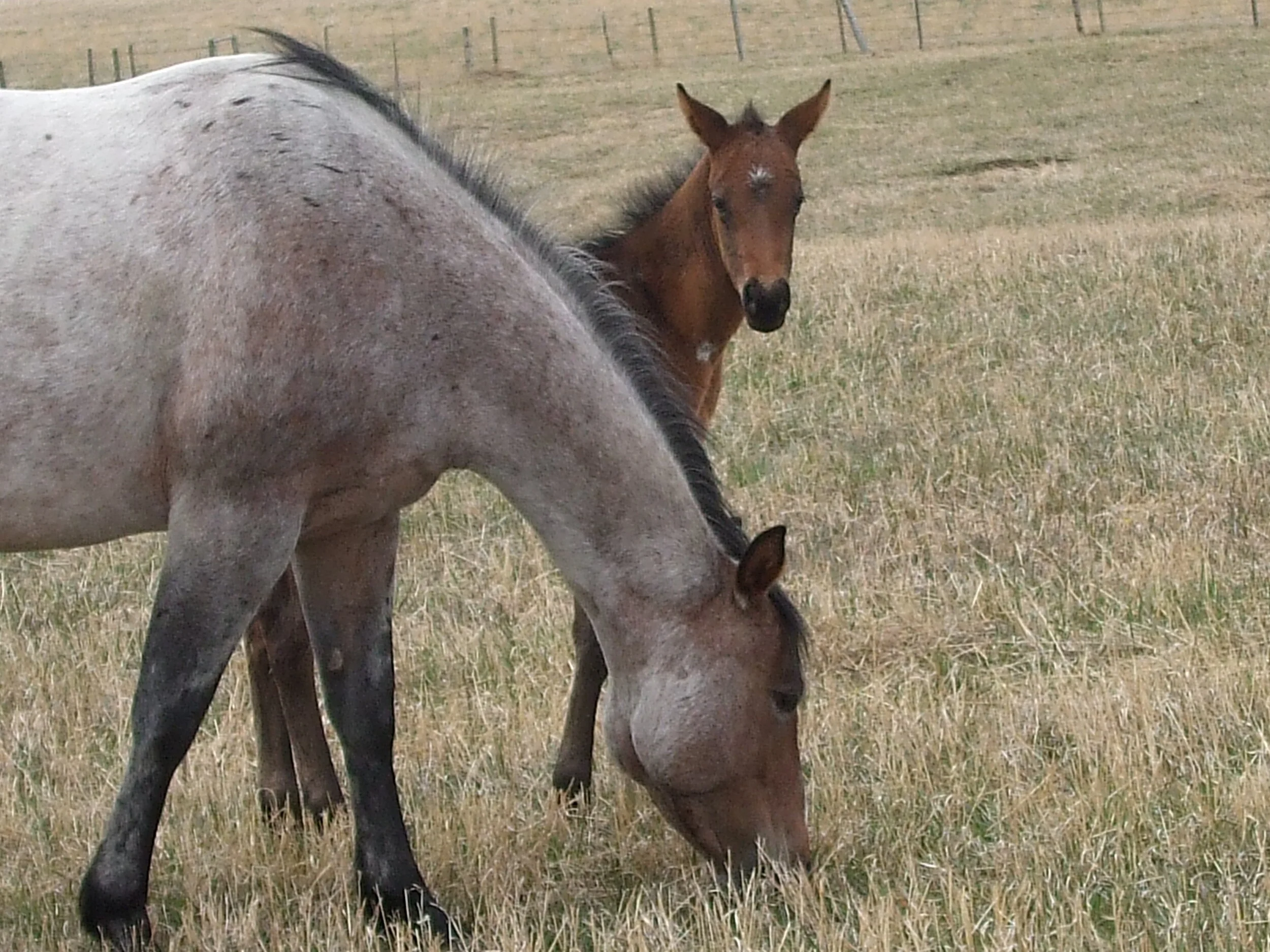 Crisis ServicesColorado 2-1-1 is a confidential and multilingual service connecting people to vital resources across the state.&nbsp;Colorado Crisis Services Free, confidential, professional support, 24 hours/day. Call 1-844-493-8255 or Text “TALK” …