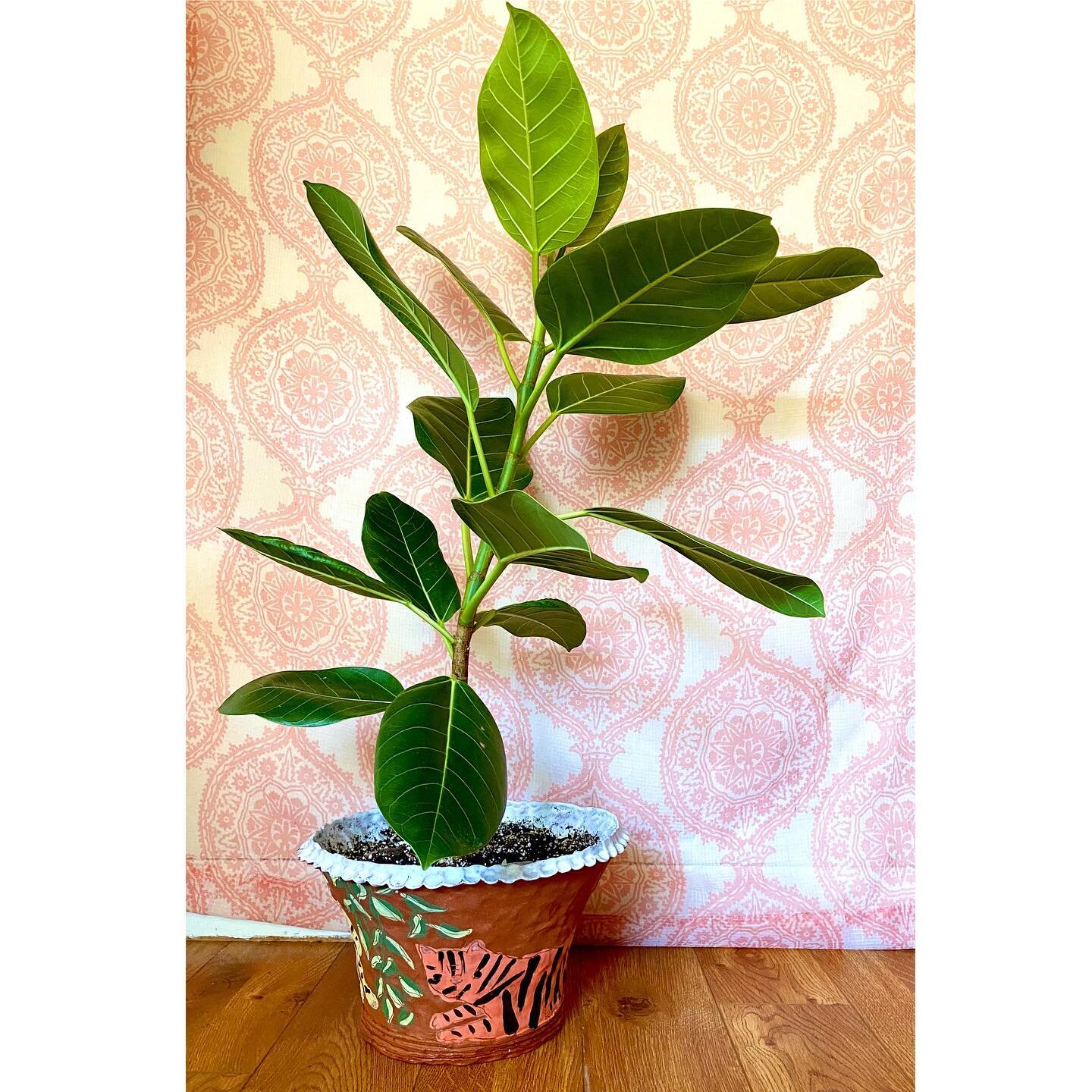 at this point, I am sure you have noticed that this is a pandemic-inspired apartment houseplant show-and-tell and I hope you can find it some place inside your screaming heart to appreciate the same old faux wood floor and wall props. this is a ficus