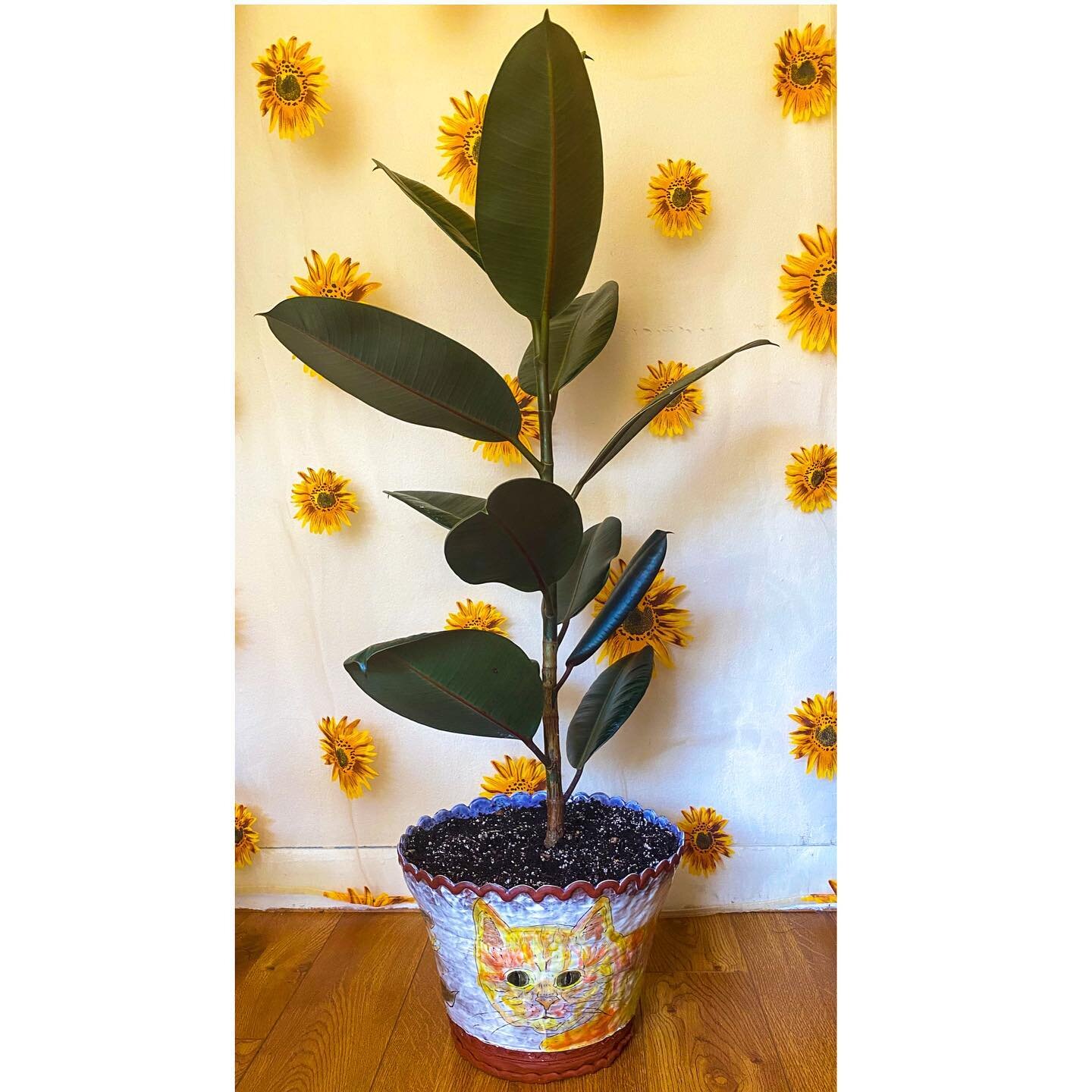 it&rsquo;s difficult to show off a large pot when your rubber plant won&rsquo;t stop growing, but maybe I&rsquo;m more proud of the plant anyway. Roughly one year ago, I lobbed 6 inches off my rubber plant from graduate school. It had been approximat