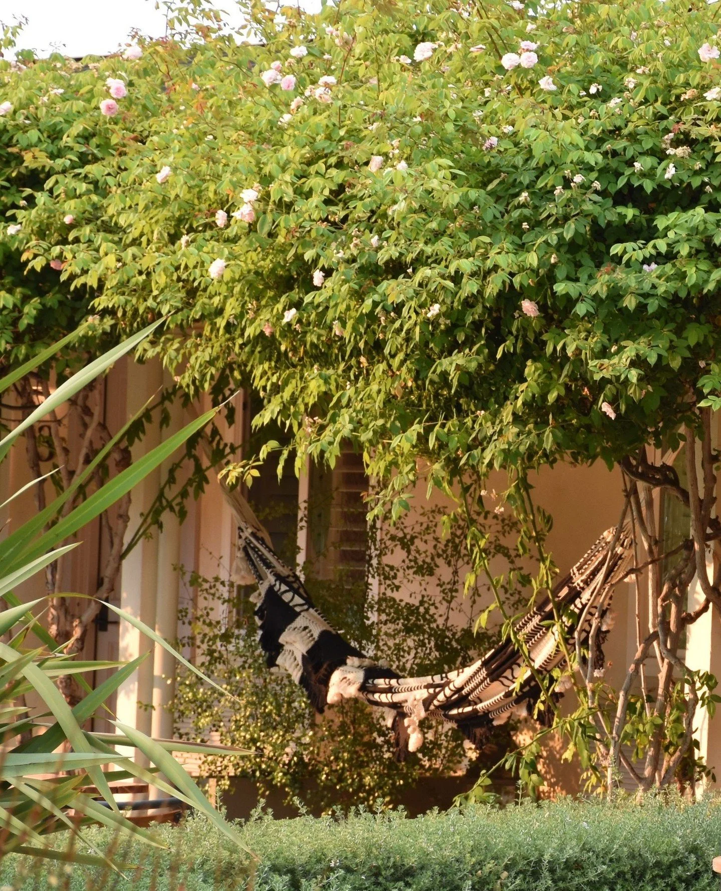 Quite literally hidden in the garden 𖤓
Captured by @t_shep2