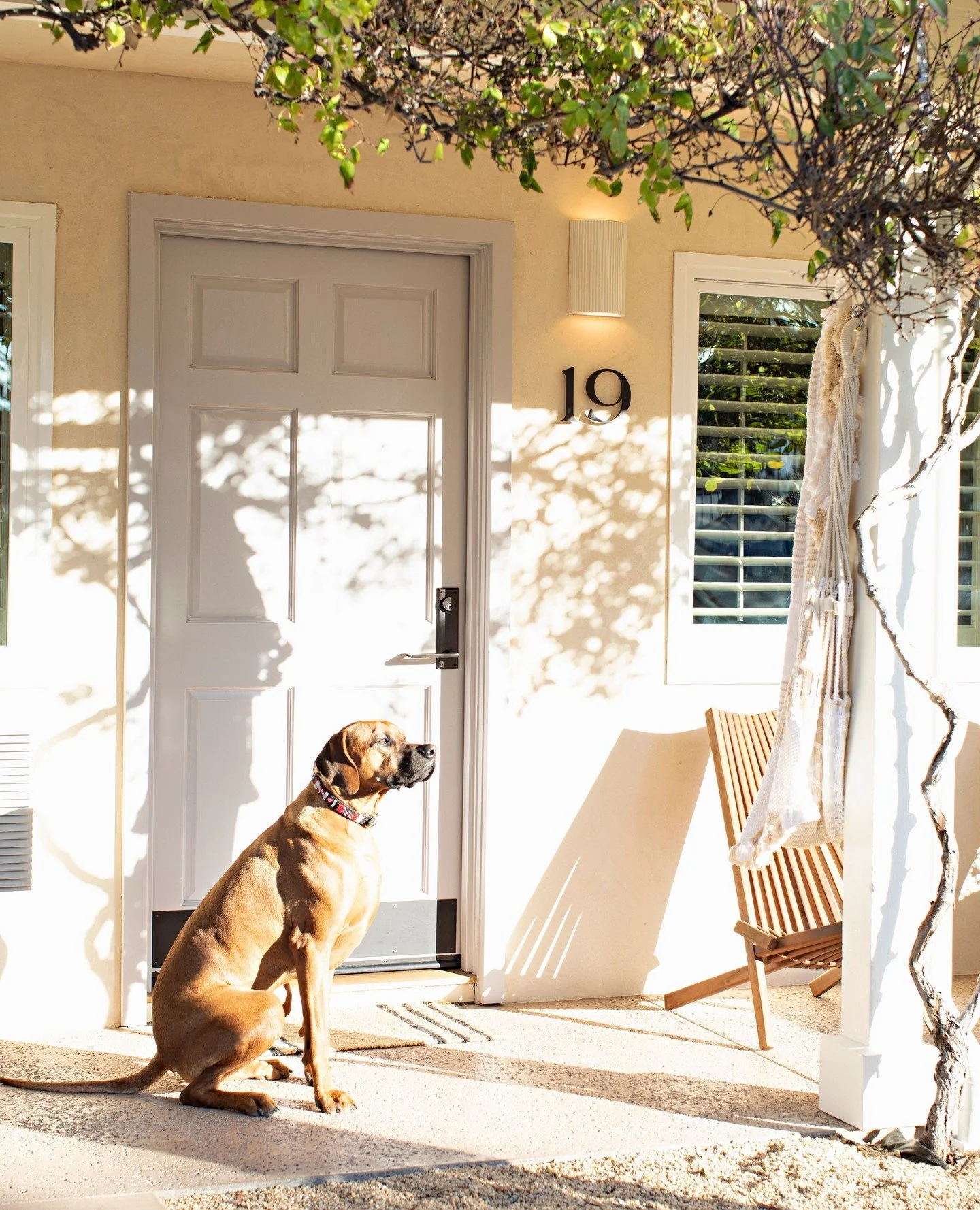 Dog friendly, by design 🤍 ⁠
⁠
.⁠
.⁠
.⁠
⁠
Photo: @karynmillet