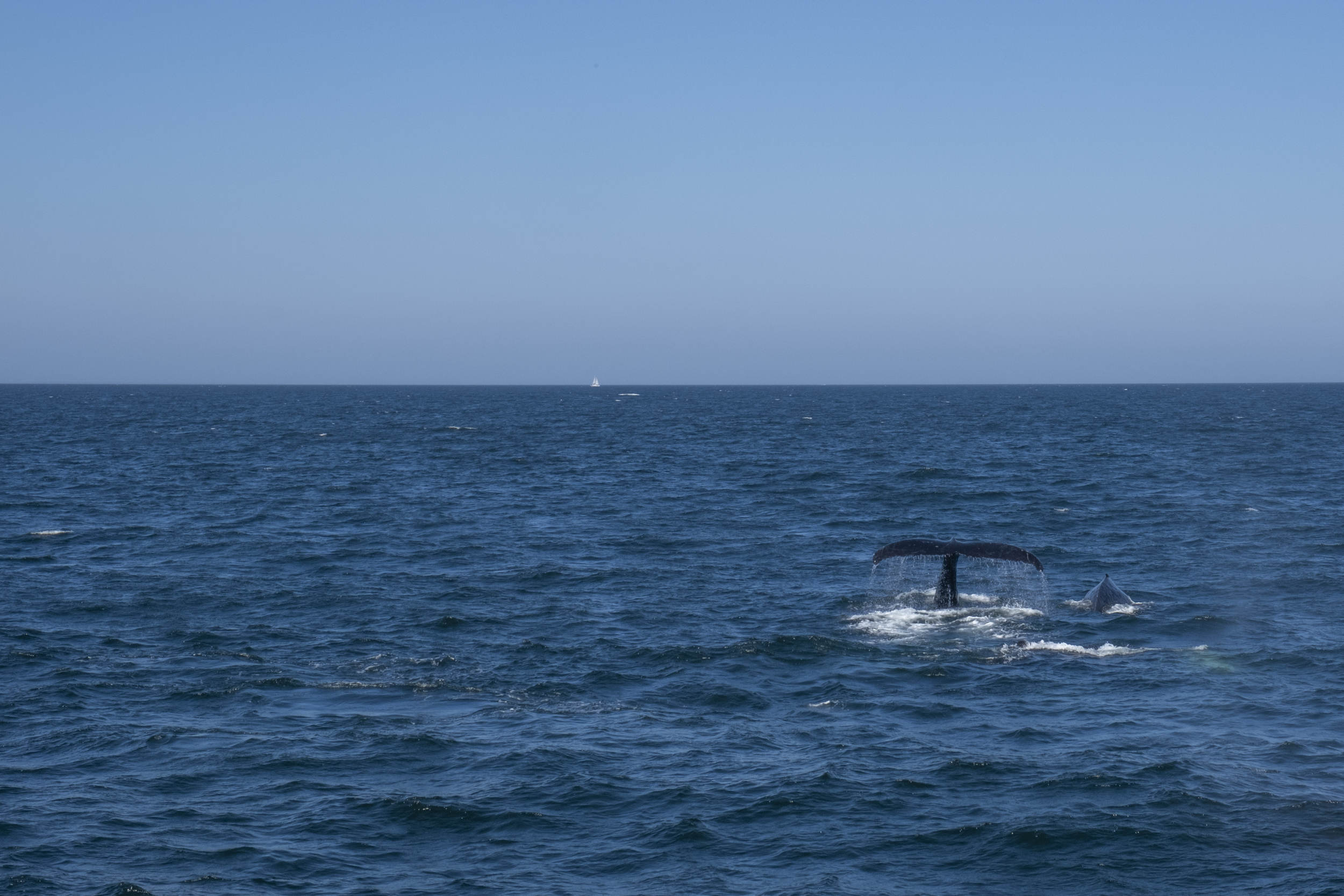 2023-08-14_Whale-Watching-Website02.PNG