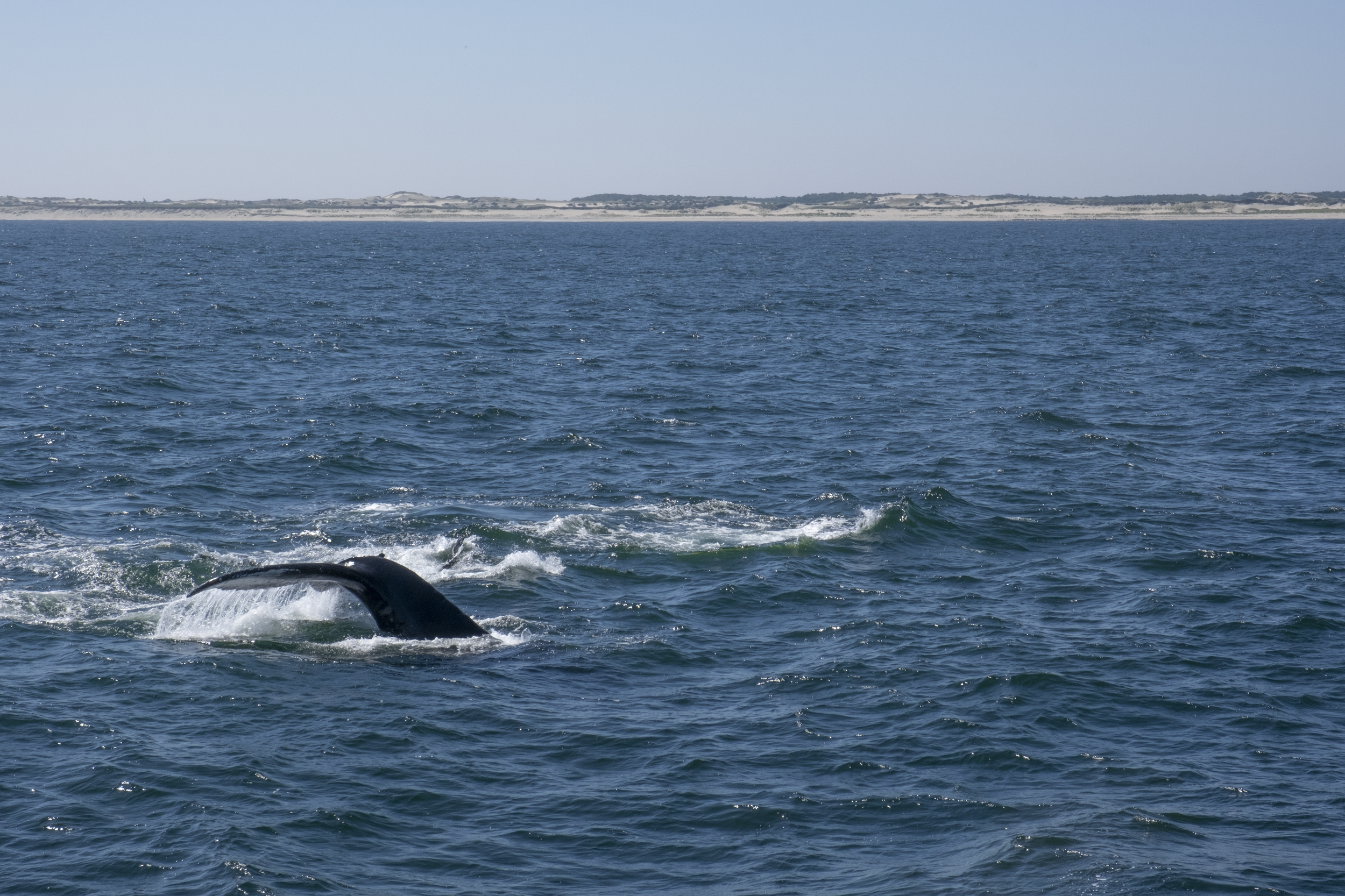 2023-08-14_Whale-Watching-Website03.PNG