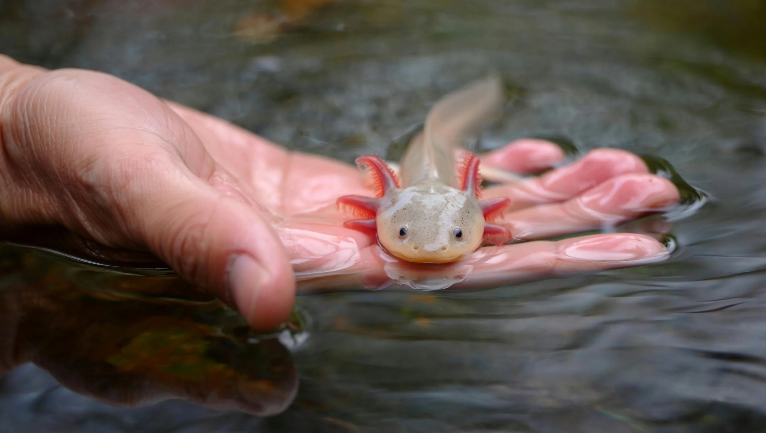 Beginner's Conservation Guide to Endangered Axolotls